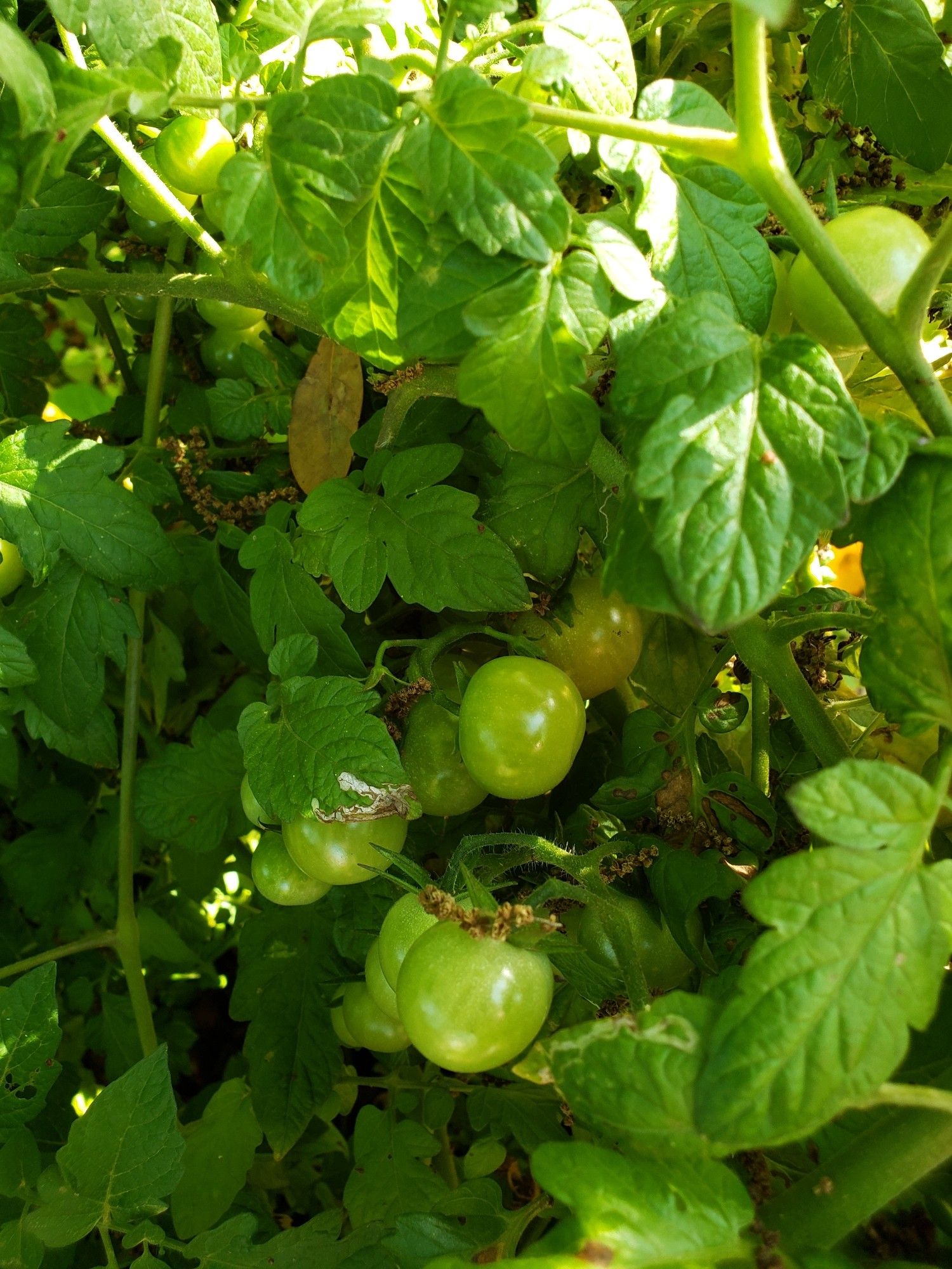 Photo of Small Clusters of Sugar Bomb Grape Tomatoes that need to Ripen.