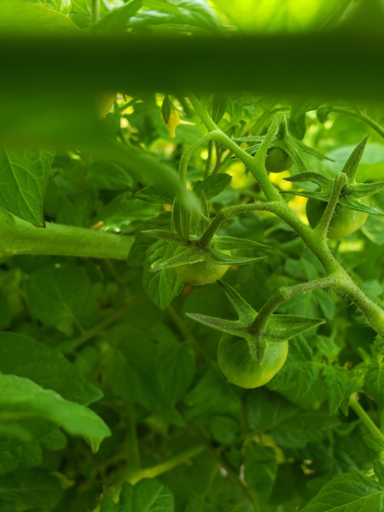 Picture of Tomato plants in full Bloom w/small Tomatoes growing