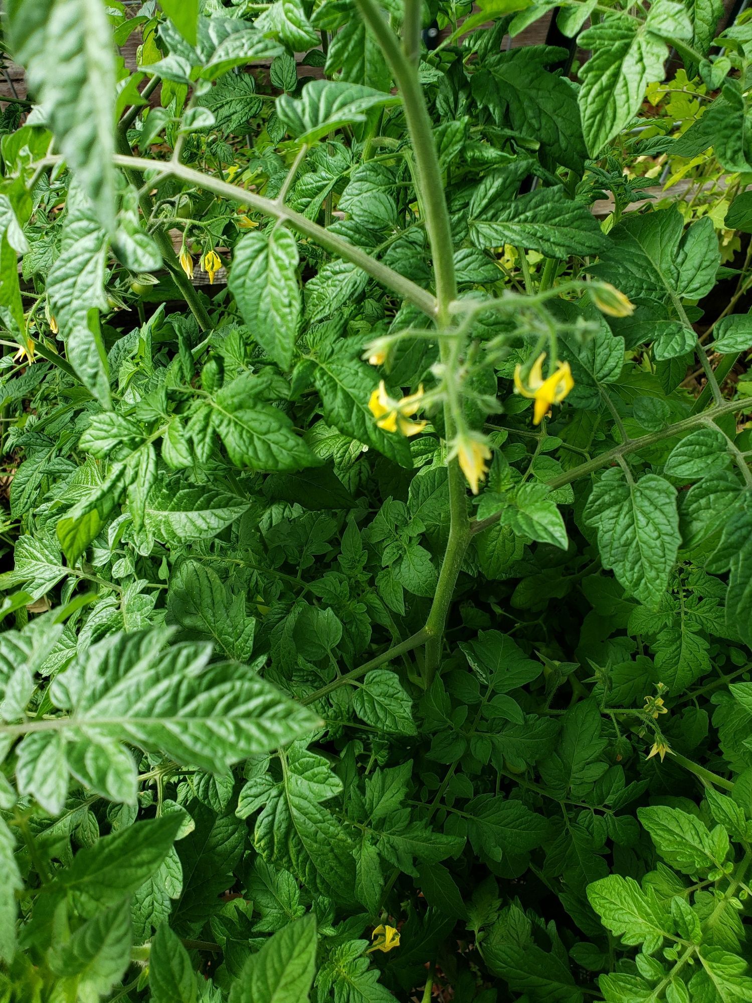 Picture of Tomato plants in full Bloom w/small Tomatoes growing