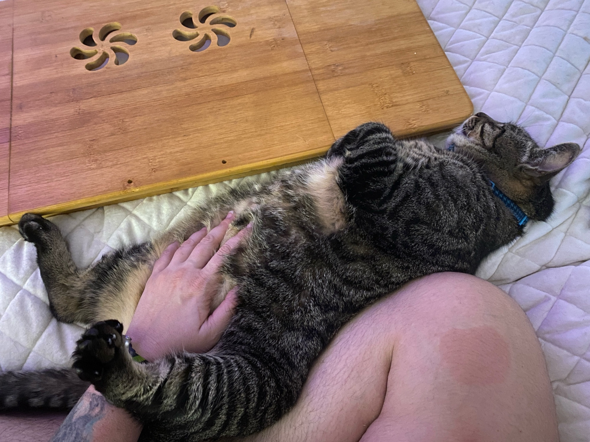 Big black and brown tabby cat laying in my crossed legs with his belly up and my hand on his belly, he’s laying between my legs and a wooden lap desk on my bed