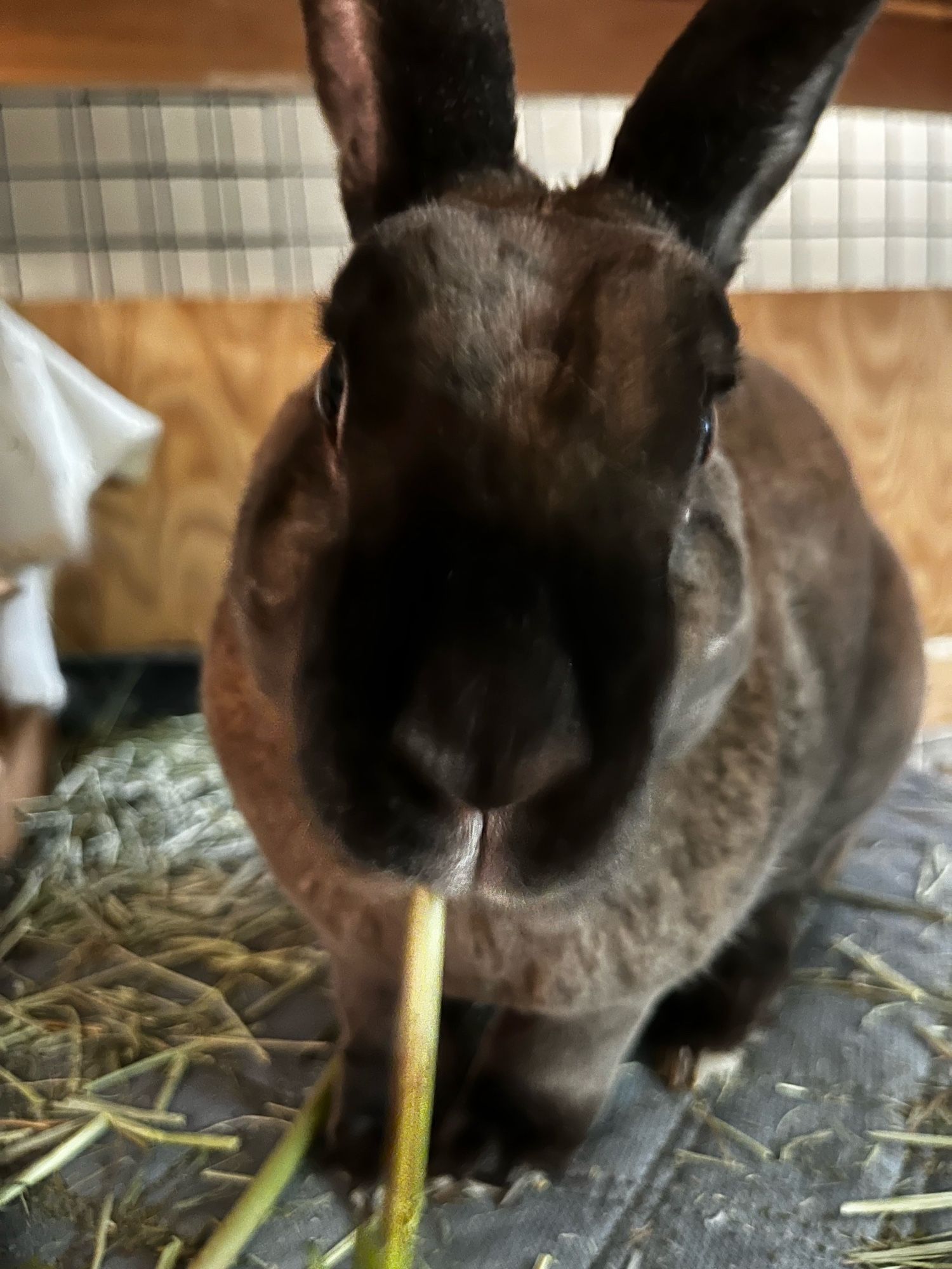 Very close up shot of brown bunny nose with a piece of hay hanging out of his mouth