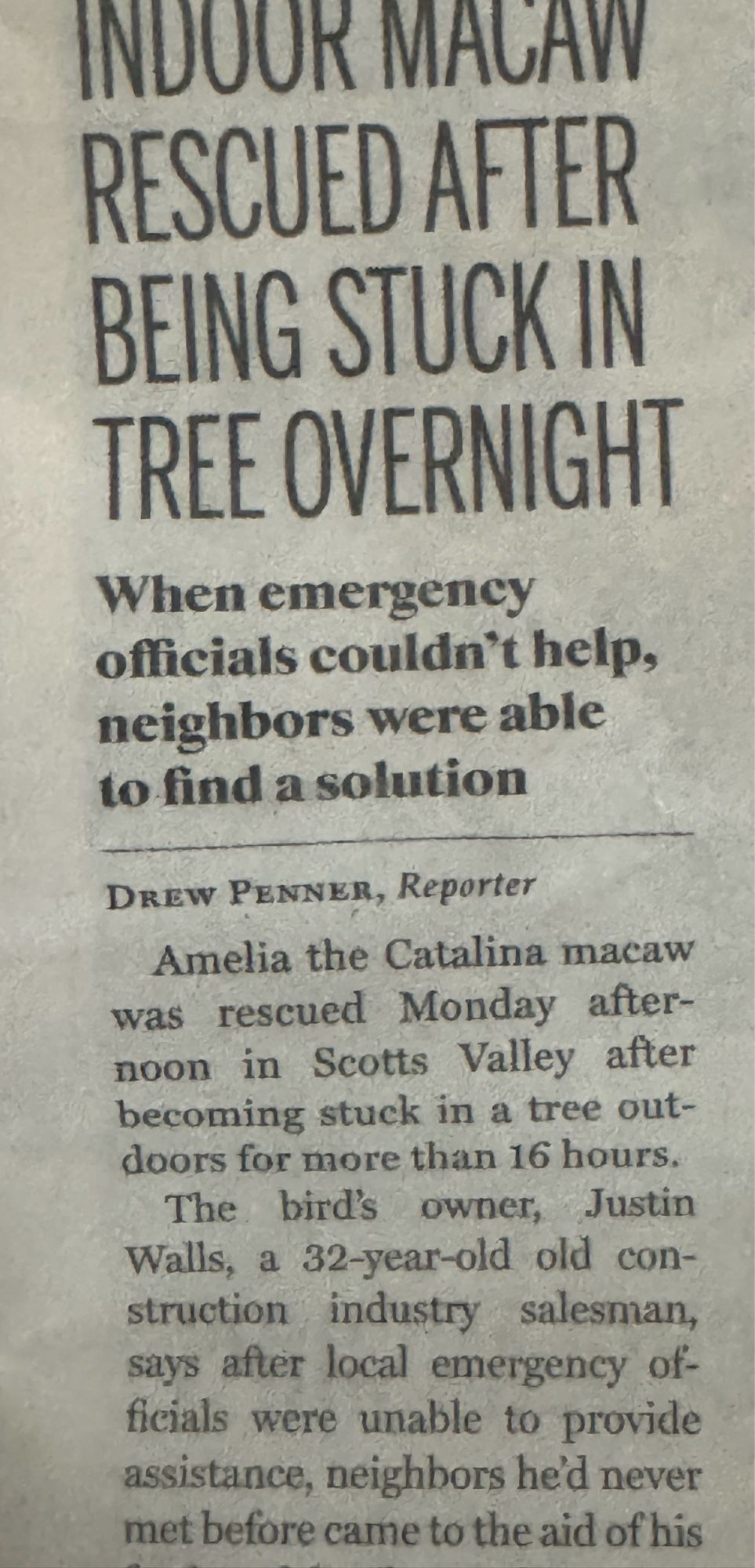 INDOOK MALAW RESCUED AFTER BEING STUCK IN TREE OVERNIGHT
When emergency officials couldn't help, neighbors were able to find a solution

Amelia the Catalina macaw was rescued Monday afternoon in Scotts Valley after becoming stuck in a tree outdoors for more than 16 hours.
The bird's owner, Justin Walls, a 32-year-old old construction industry salesman, says after local emergency officials were unable to provide assistance, neighbors he'd never met before came to the aid