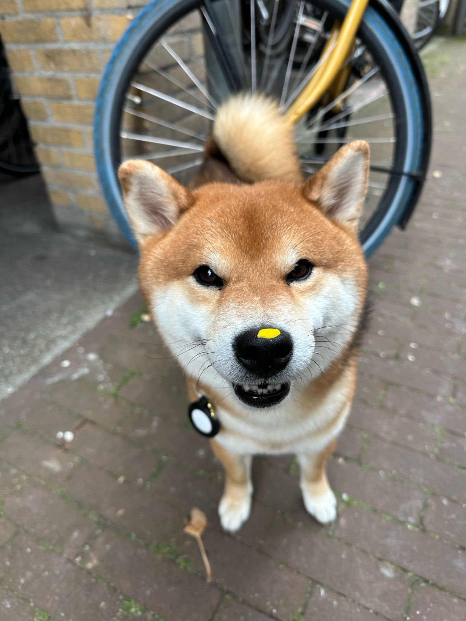 A photo of my Shiba Inu with a yellow leaf on his nose