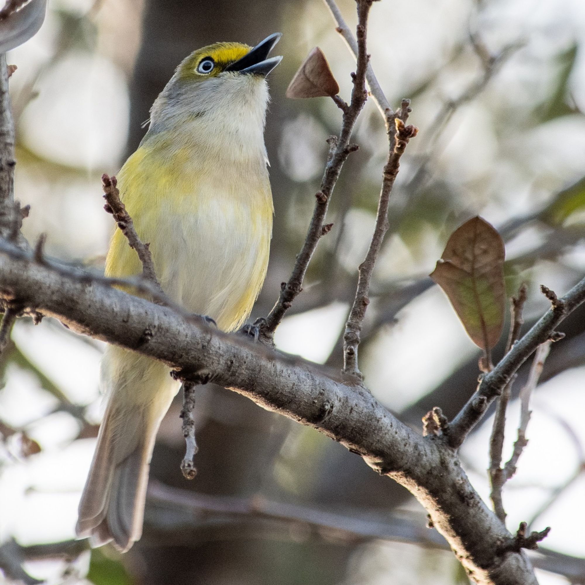 White-Eyed Vireo singing