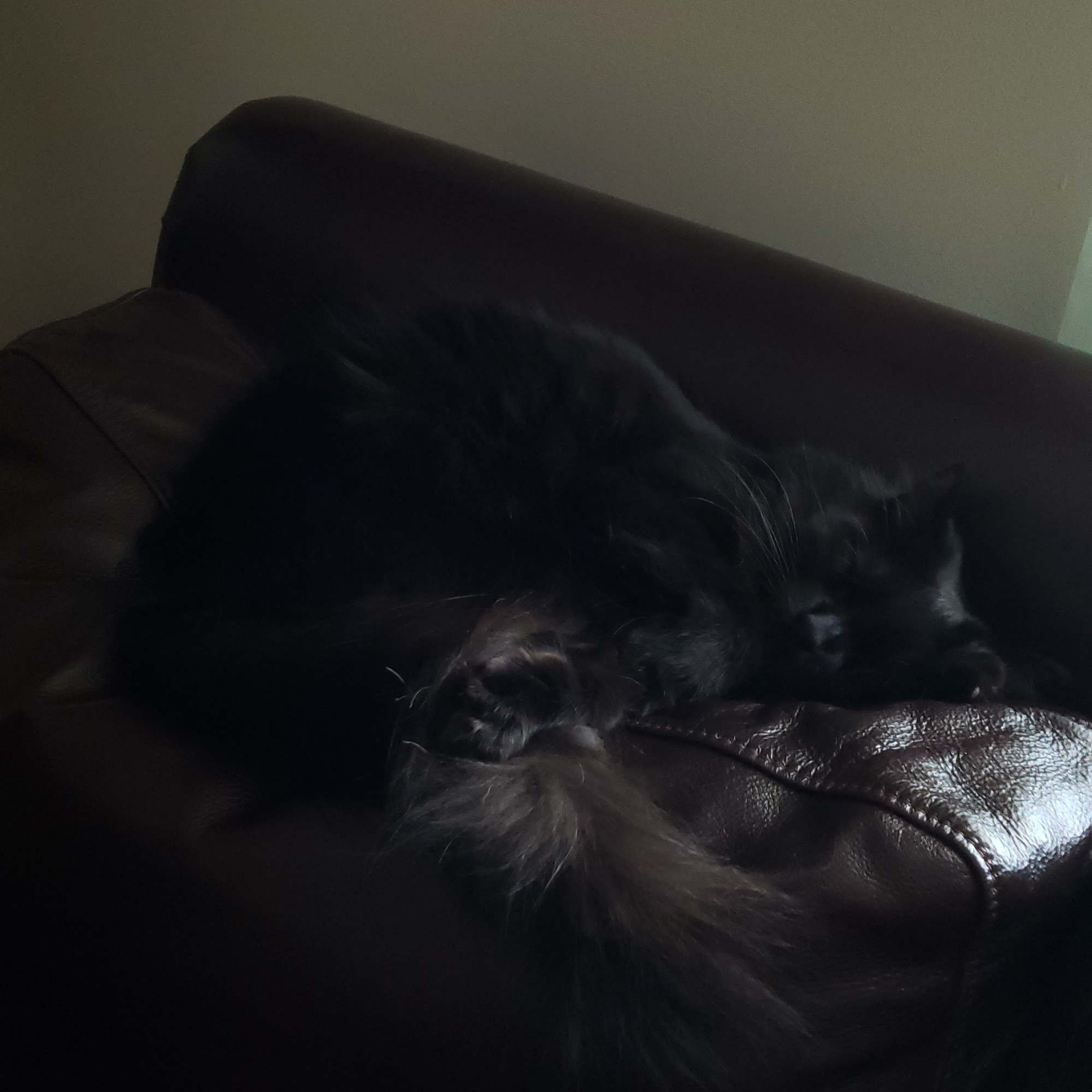 A photo of Ophelia, Rektorfire's black cat, sleeping on a leather couch. She appears to be assimilating into the couch itself. She is very eepy.