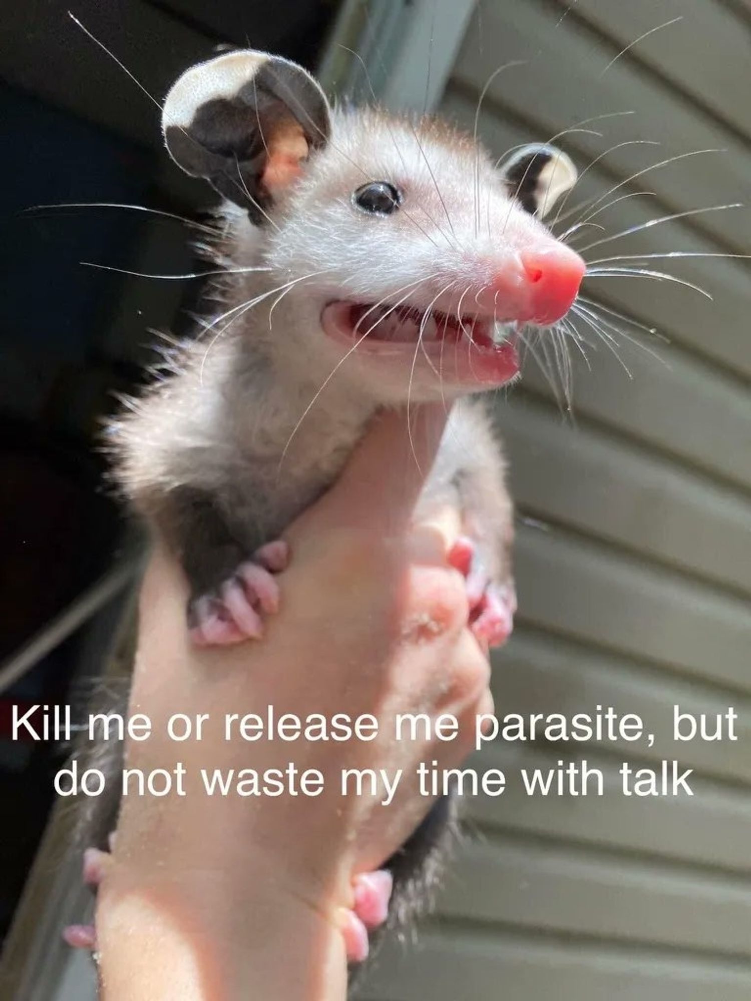 A small opossum being held up by a human with the text "Kill me or release me, parasite, but do not waste my time with talk"