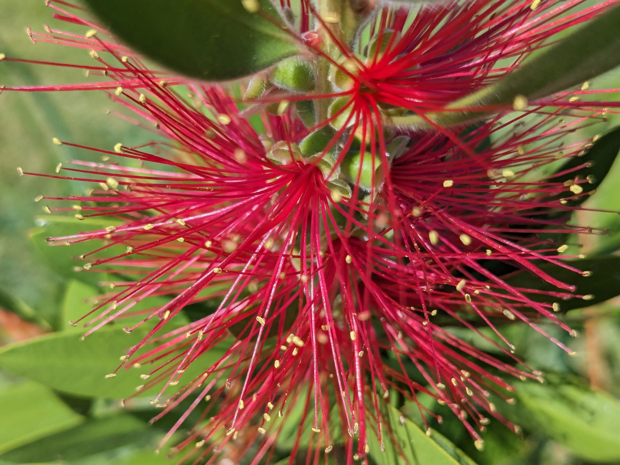 This is a bright daylight shot of a Australian native flower. The stamens have yellow pops of pollen.