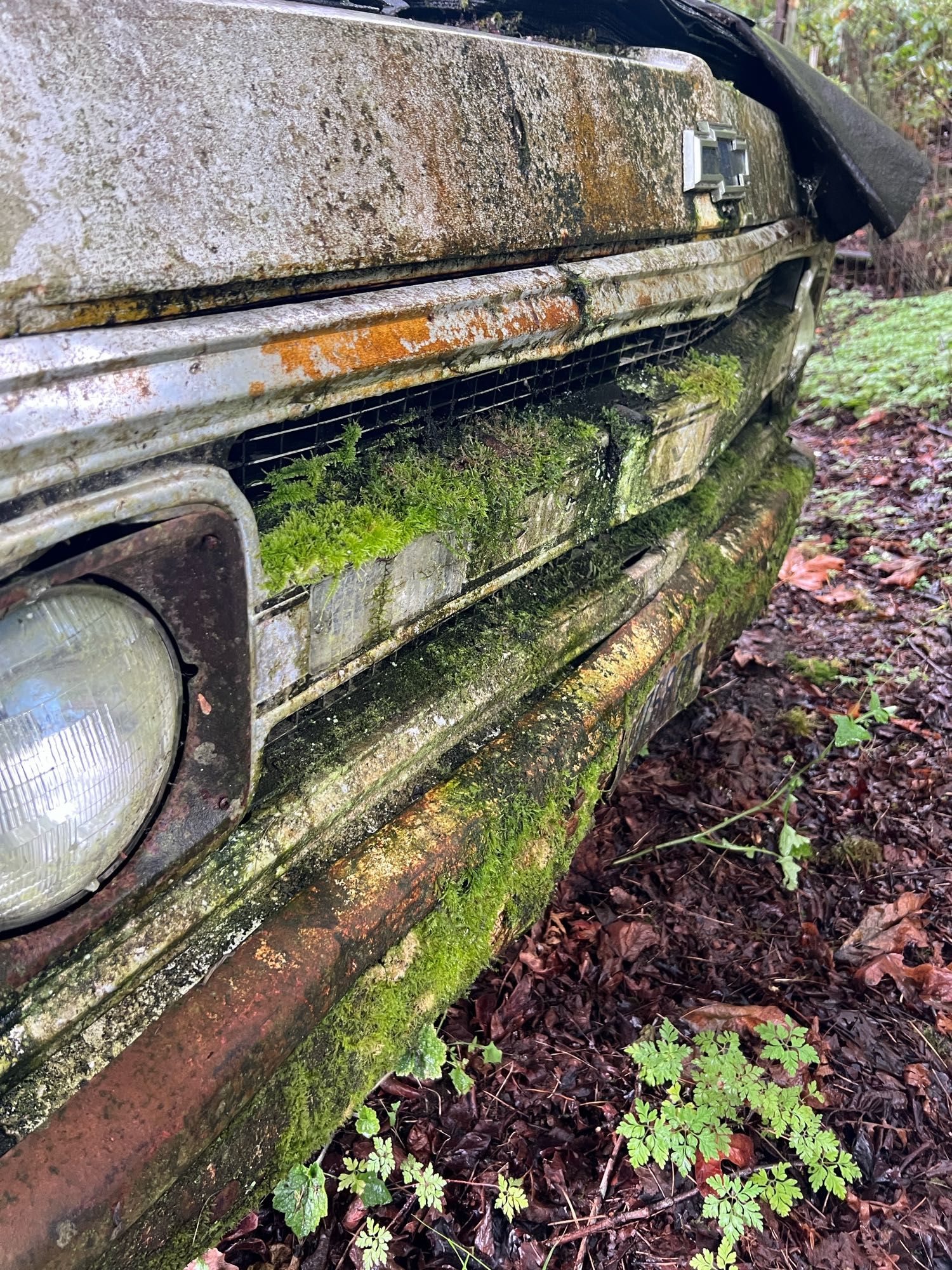 truck fender getting eaten by moss