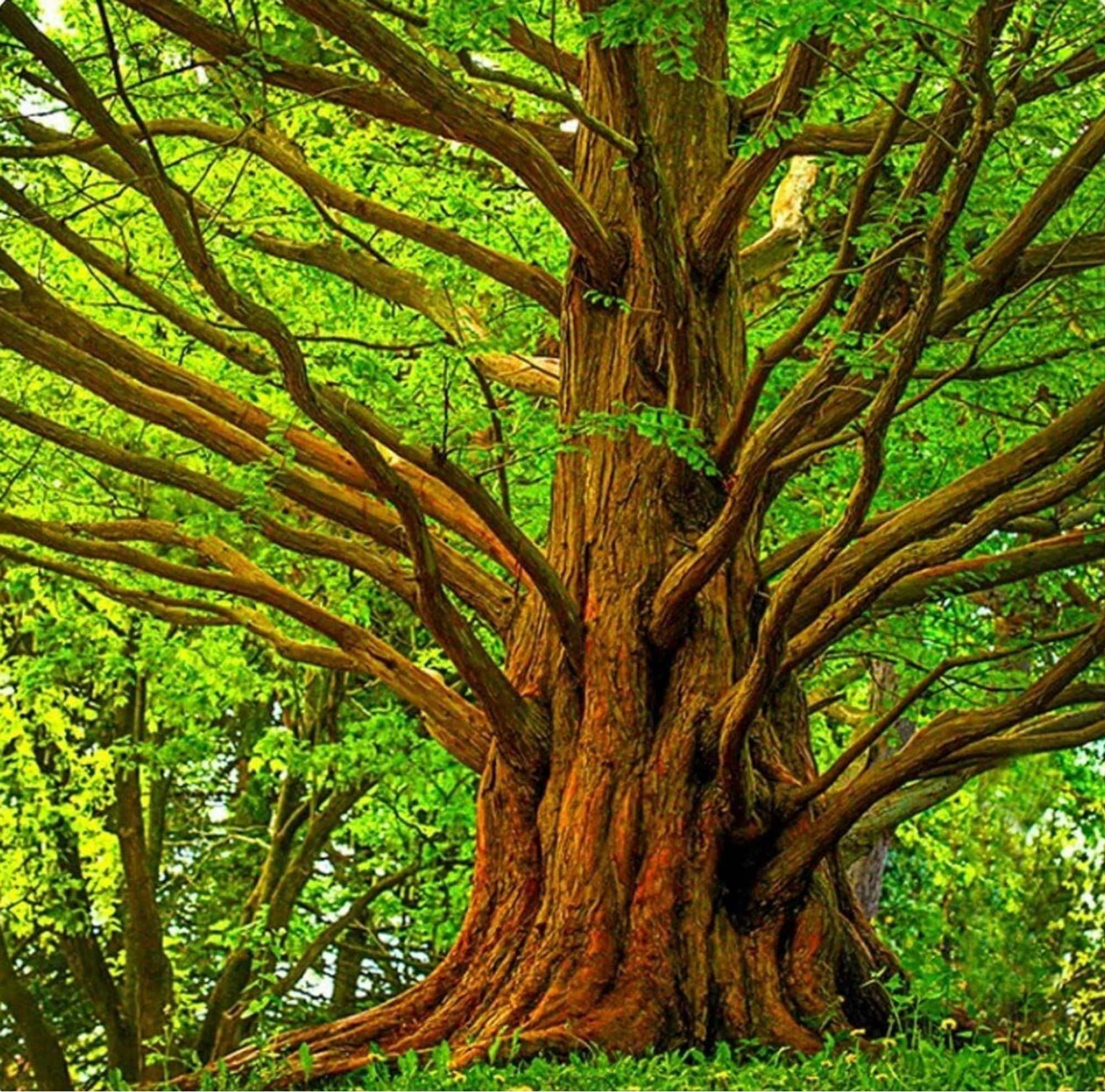 large squat dawn redwood trunk