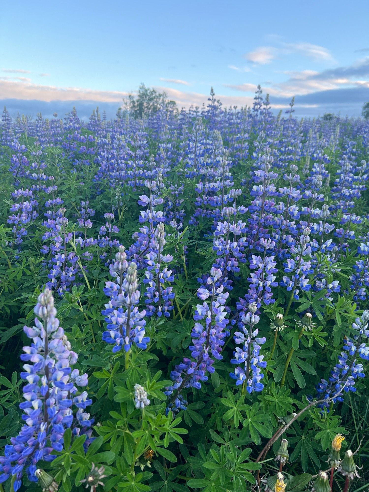 field of purple flowers