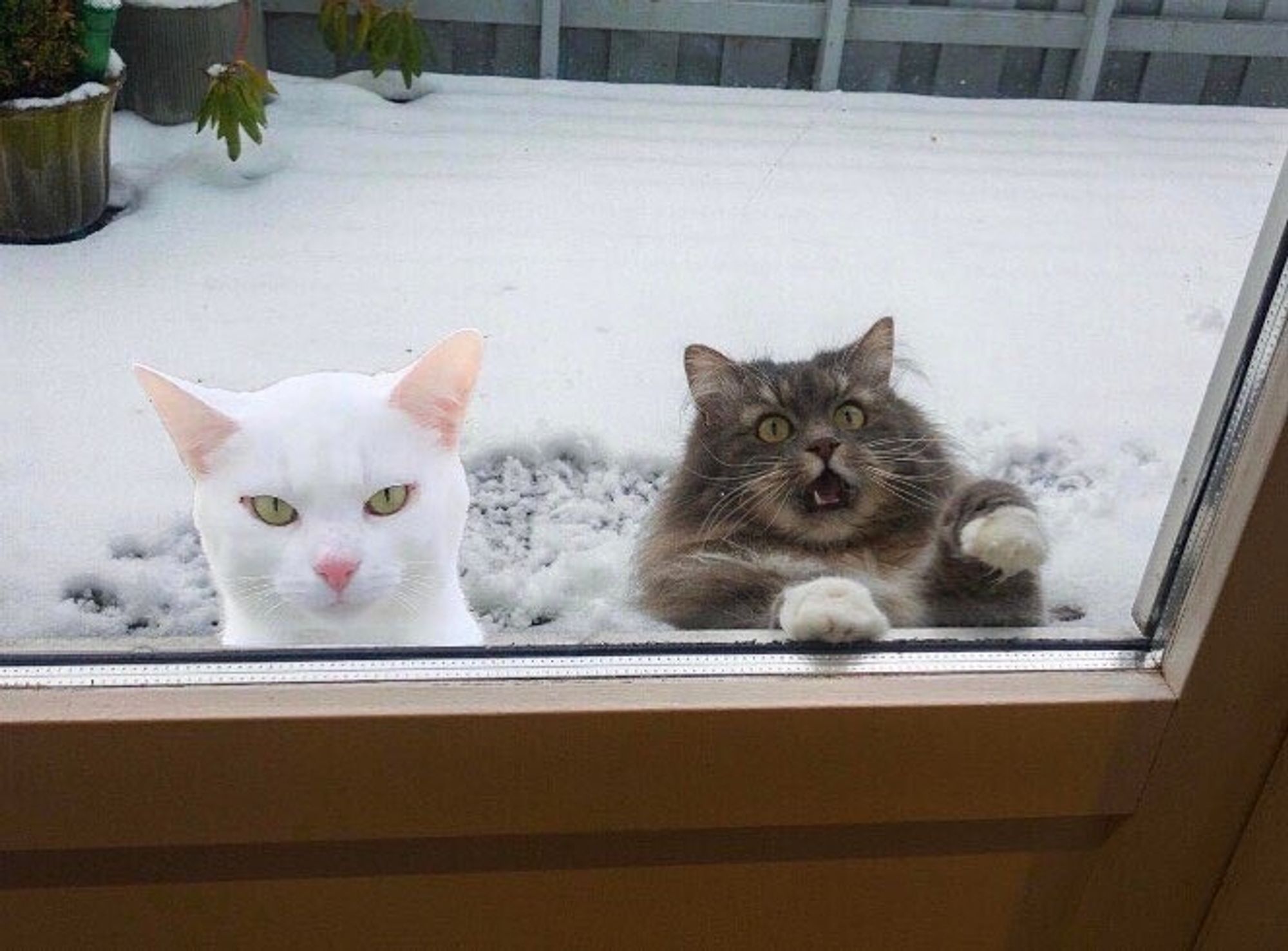 Two cats looking inside through a low window. The one on the left looks elegant and diabolical, with short white hair and green eyes. The one on the right is a dark grey fluffball, mouth open in a scream because he's somehow falling over backwards