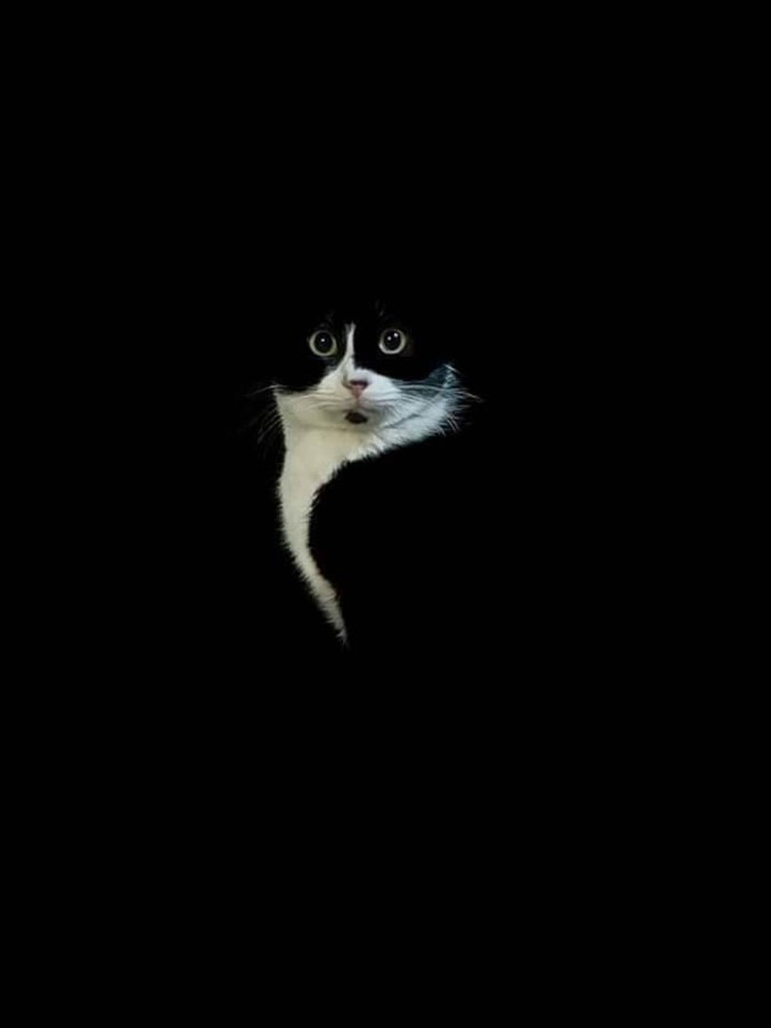 Photo portrait of a tuxedo cat against a black background. Its white markings look like the Showgirl's leg that's in the Showgirls movie poster