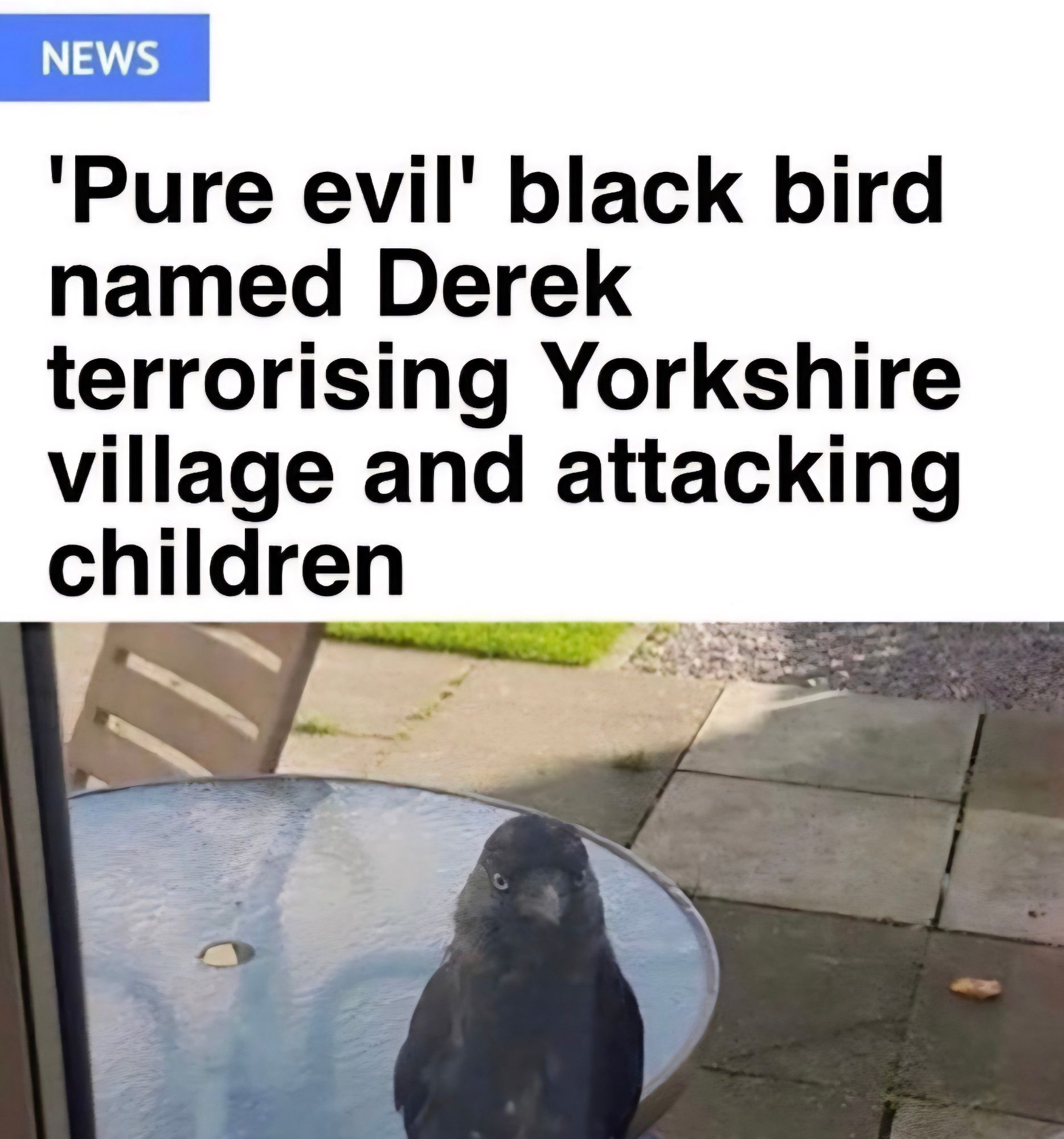 Headline from Yorkshire news: "Pure evil" black bird named Derek terrorising Yorkshire village and attacking children

Photo of a psychotic-looking black bird outside someone's window, looking in