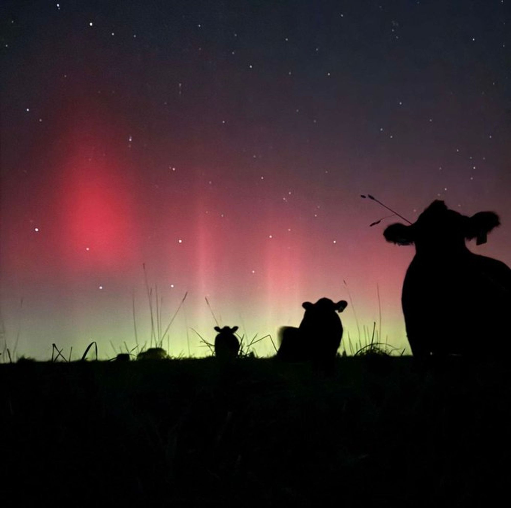 Bright red, white and pale green northern lights fill a night sky. The black silhouettes of three cows look up at them