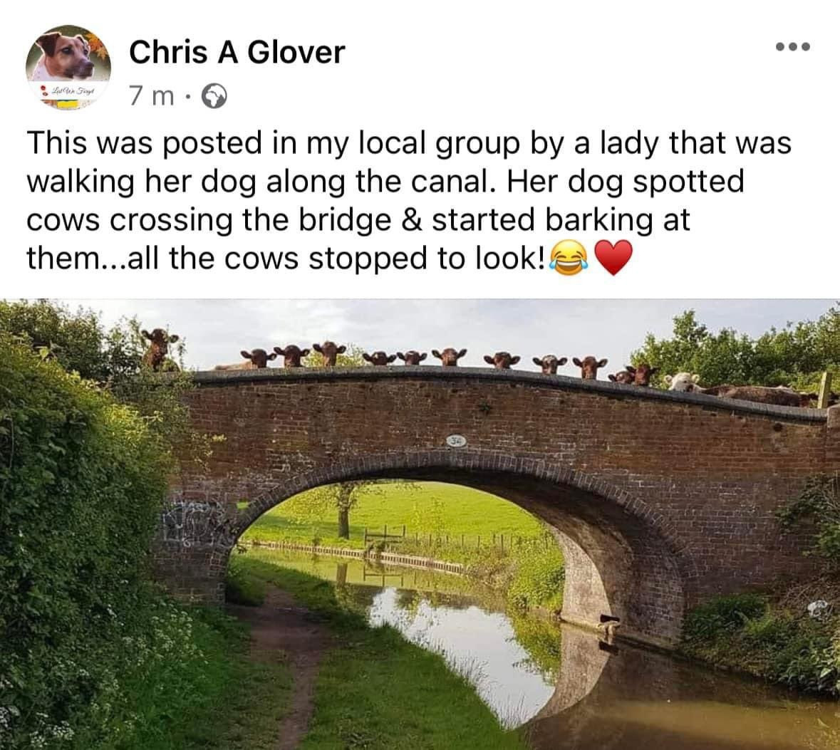 Social media post by Chris A Glover. Photo of a number of cows on a bridge looking towards the viewer. Only the tops of the cows' heads and ears are showing, and they look like muppets. I'm serious. 

The post reads: 

This was posted in my local group by a lady that was walking her dog along the canal. Her dog spotted cows crossing the bridge & started barking at them...all the cows stopped to look!