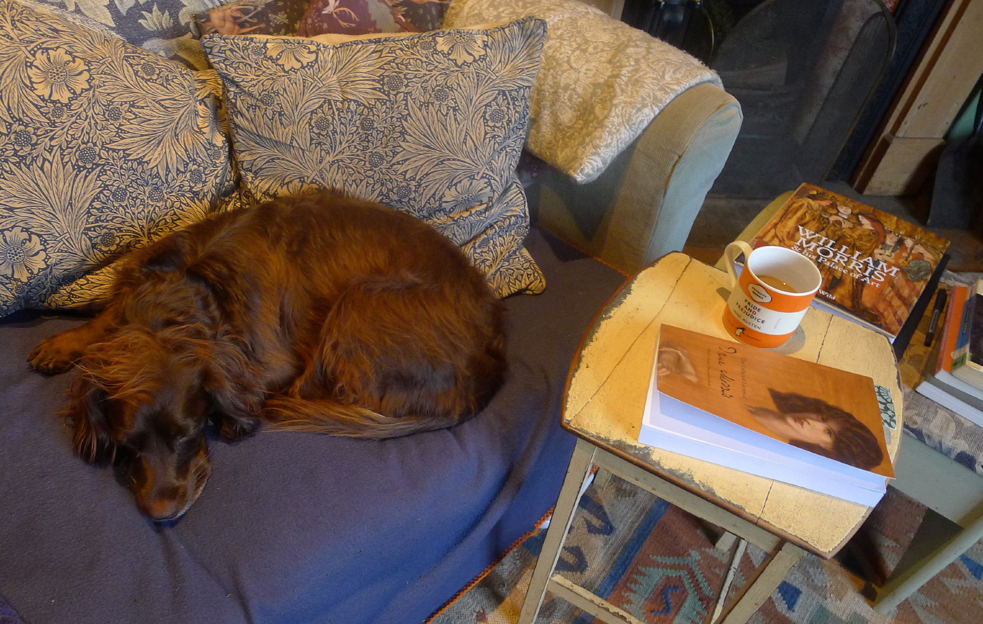 Photograph: a bored young spaniel resting an injured leg, when she'd rather be outdoors playing and roaming the countryside.