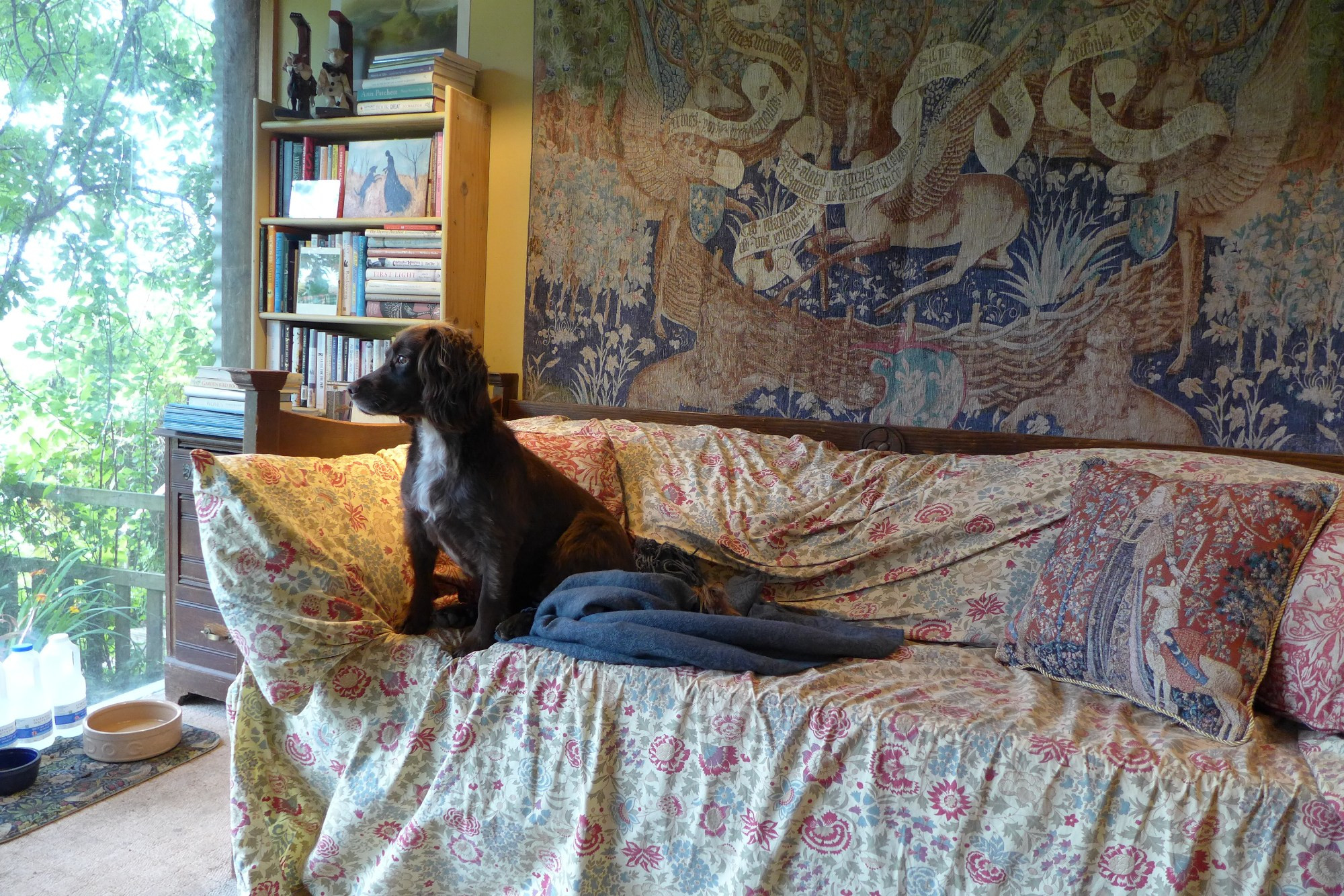 A quiet day in the studio: Lottie, our brown spaniel, looking out the big windows of the hillside cabin that is my work space. I'm at my desk nearby. The air is thick with the particular silence that comes just before the rain. 