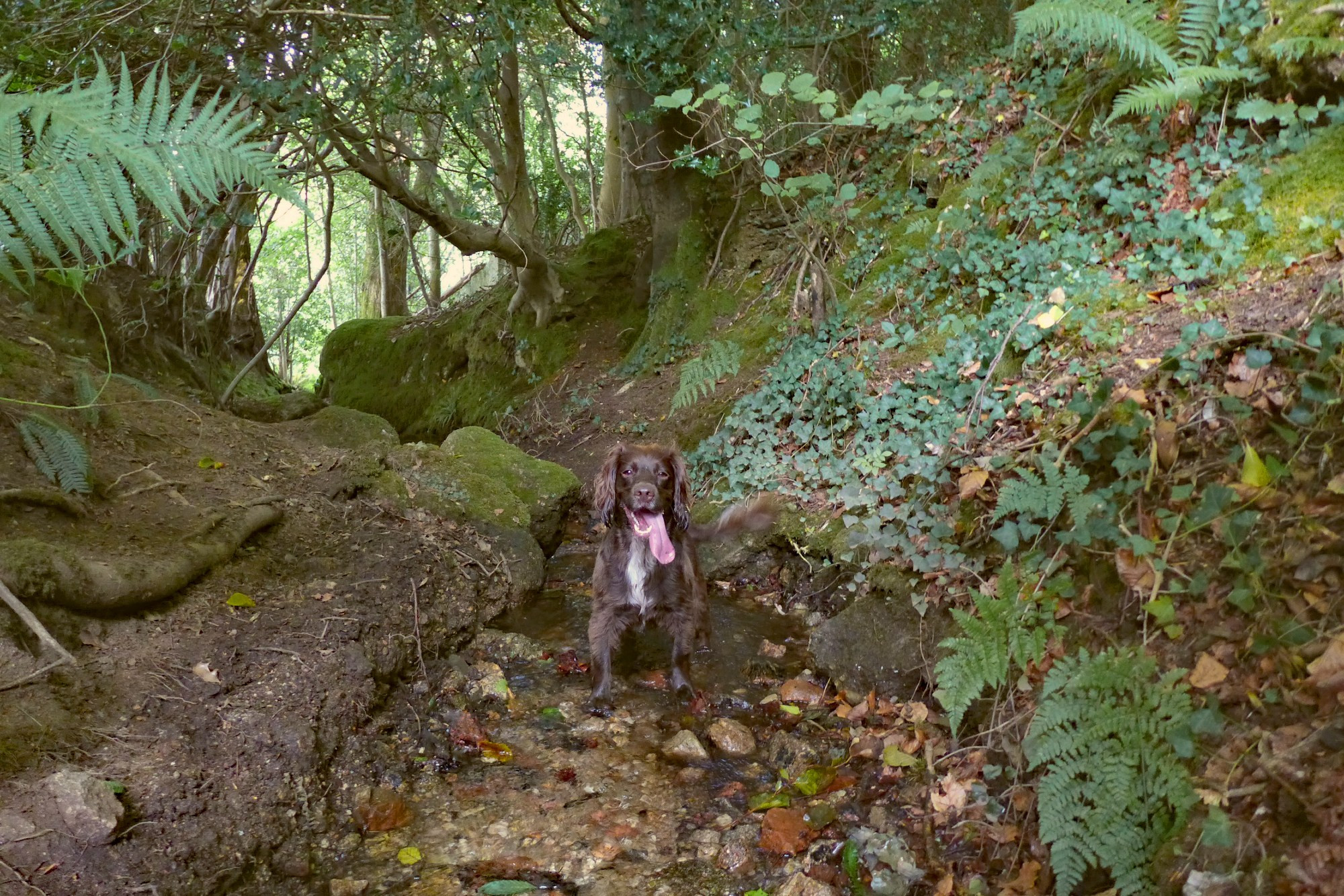 Photograph: Lottie, a young brown spaniel, in the stream behind my studio this morning, paying attention to the good green world around her. The happier she is, the longer her tongue is. The lines by Mary Oliver are from her poem It Was Early (published in Evidence: Poems, Beacon Press, 2010); all rights reserved by the author's estate. 