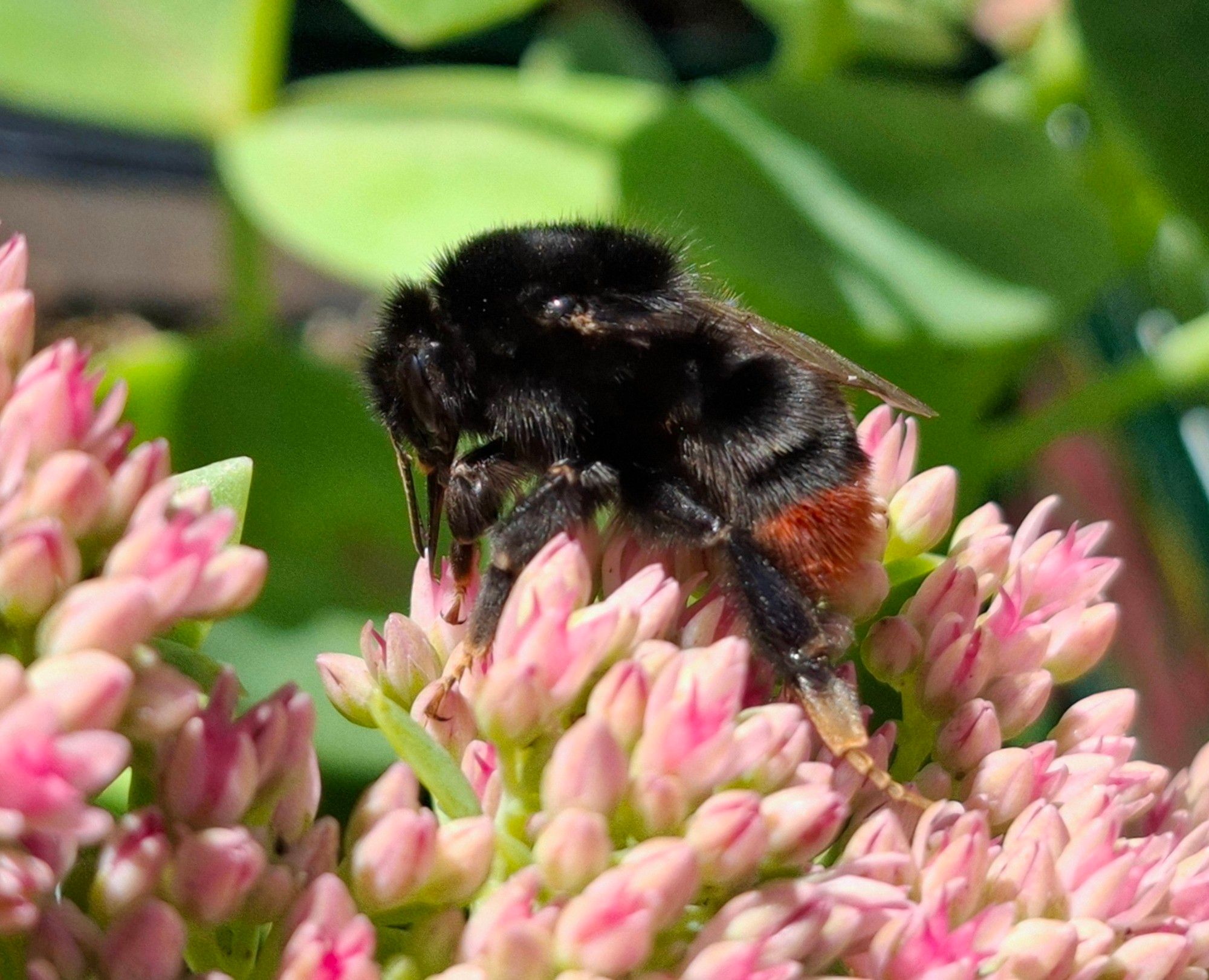 Steinhummel-Jungkönigin auf Blüten der Fetthenne.