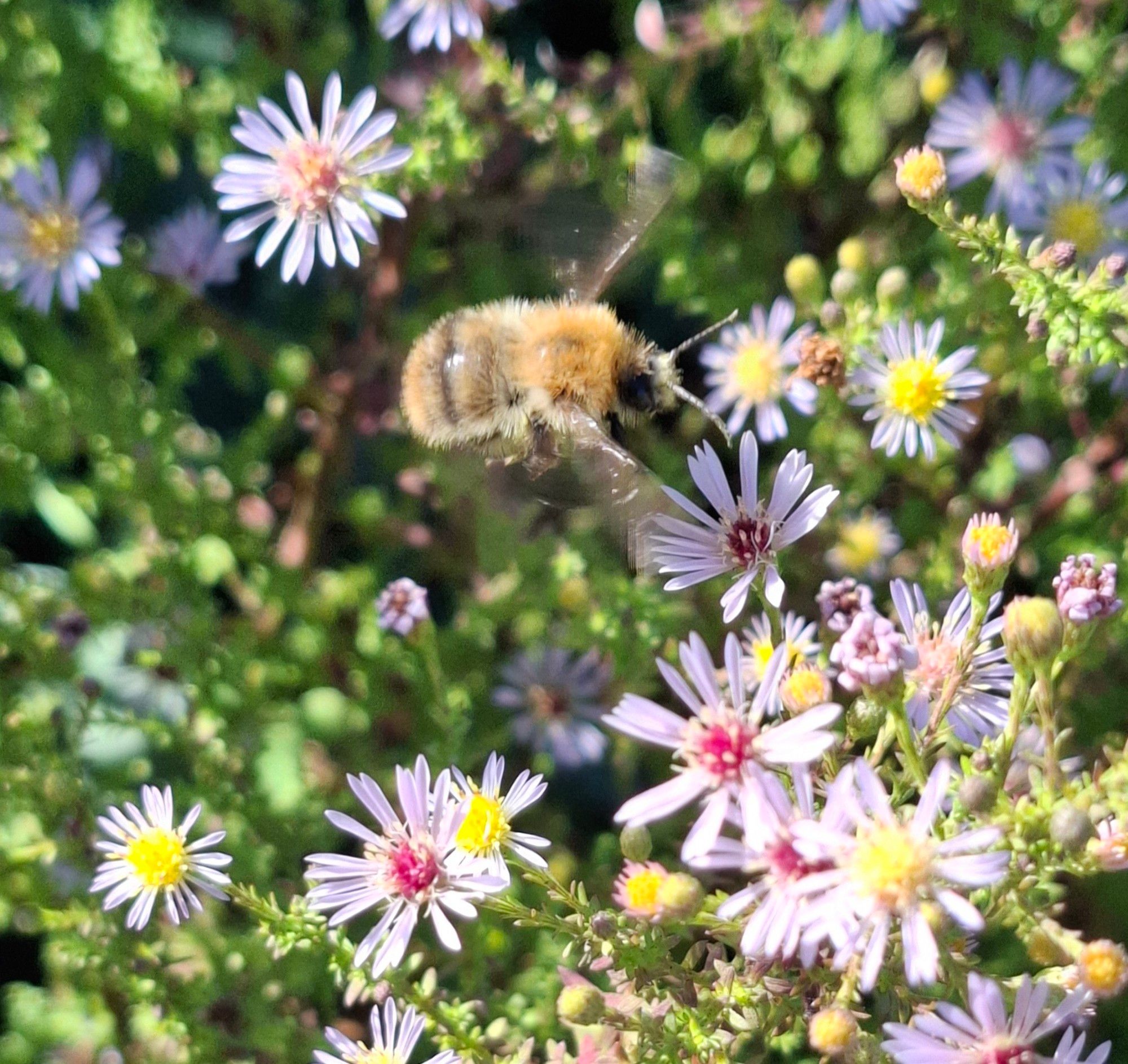 Ein Ackerhummel-Drohn fliegt zwischen Asternblüten.