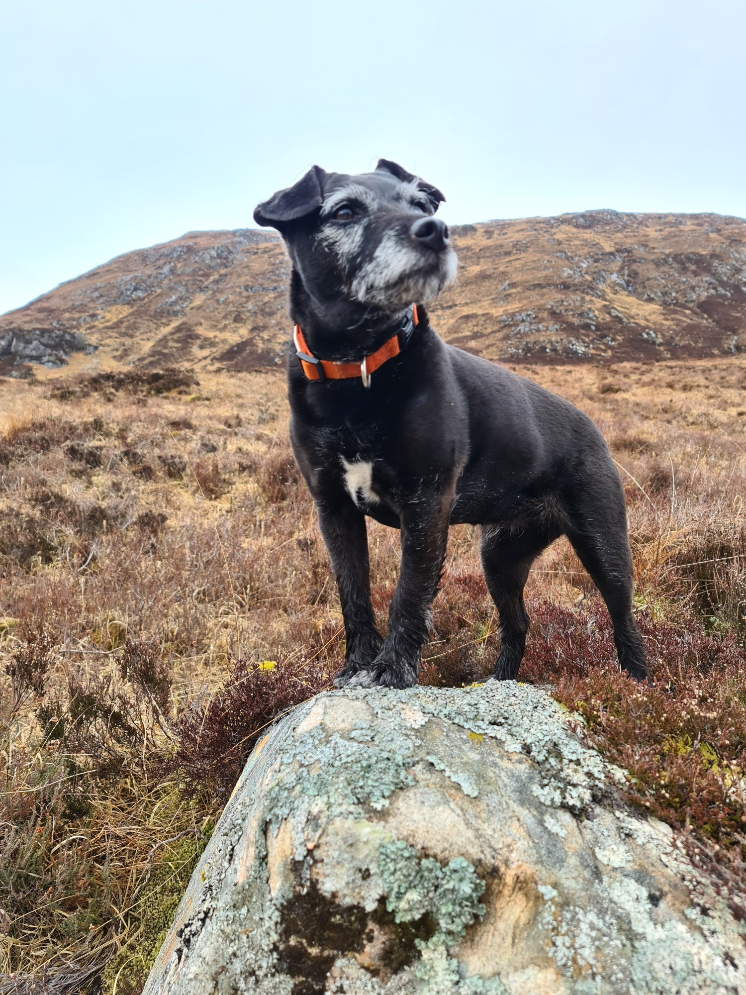 Monarch of the Glen