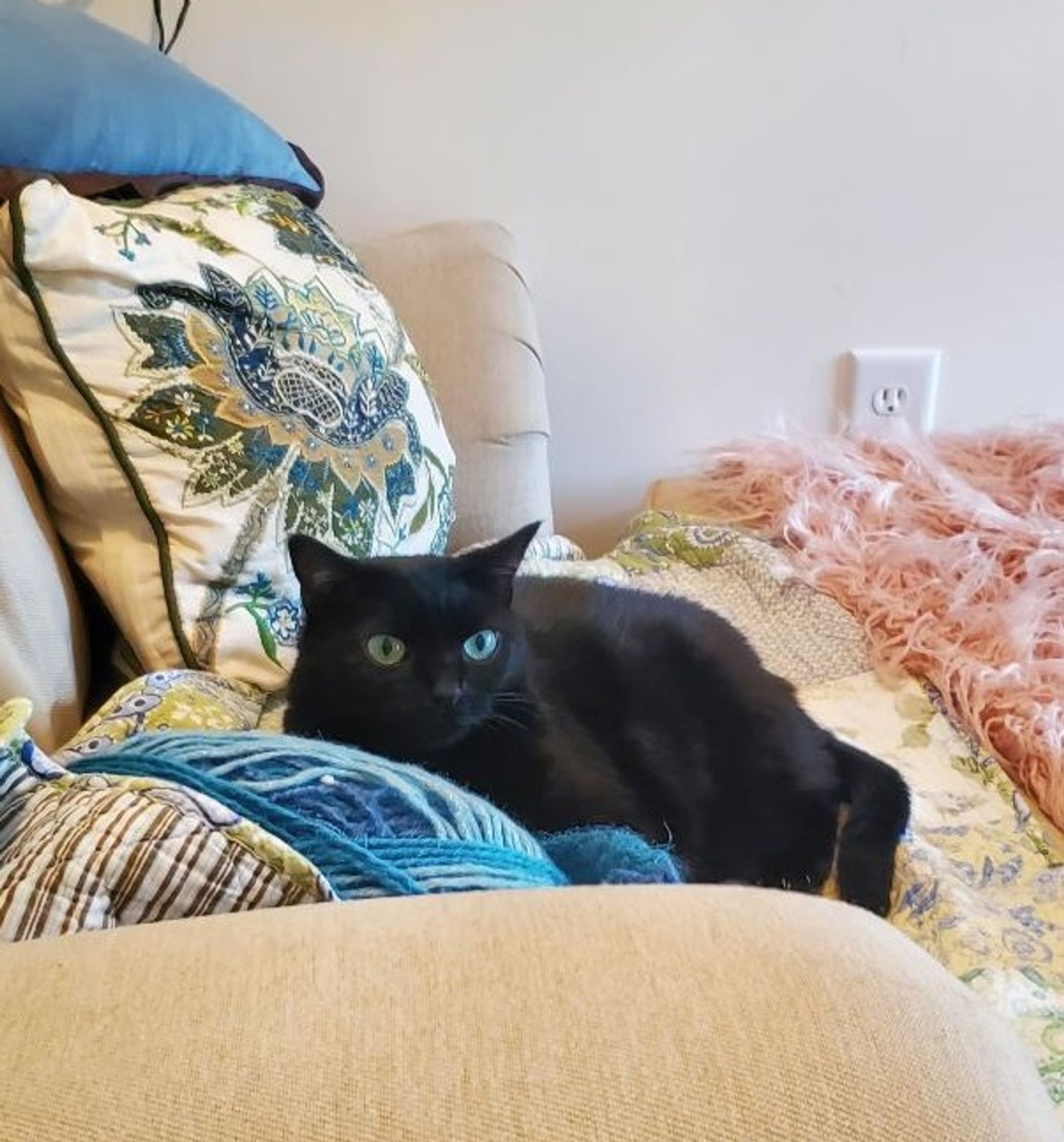 A black cat lounges against a bunch of pillows and a skein of yarn. Her eyes are two different colors, but I promise that's just something they do in weird light. They're actually both green.