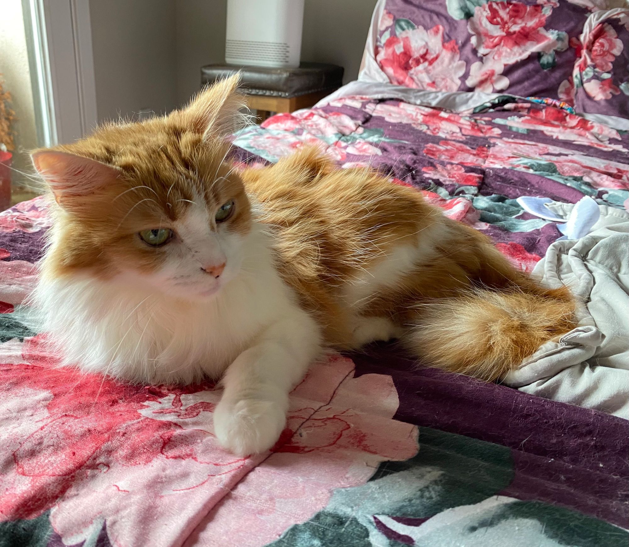 A photo of a small fluffy orange and white cat named Ginger laying on her side on a bed with a purple and punk comforter. She is sticking out one of her paws. She has green eyes and a pink nose.