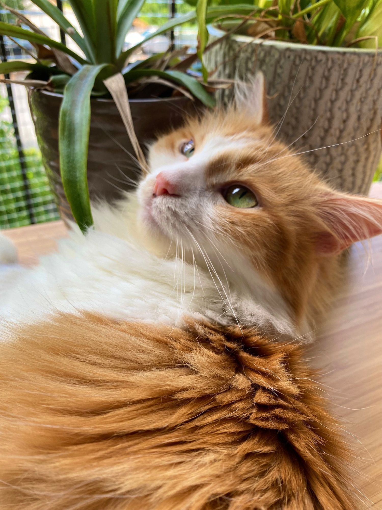 A photo of a small fluffy orange and white cat named Ginger laying on her side on a balcony table with her head raised, slightly facing the camera. She has soft green eyes and a pink nose. There are potted plants in the background.