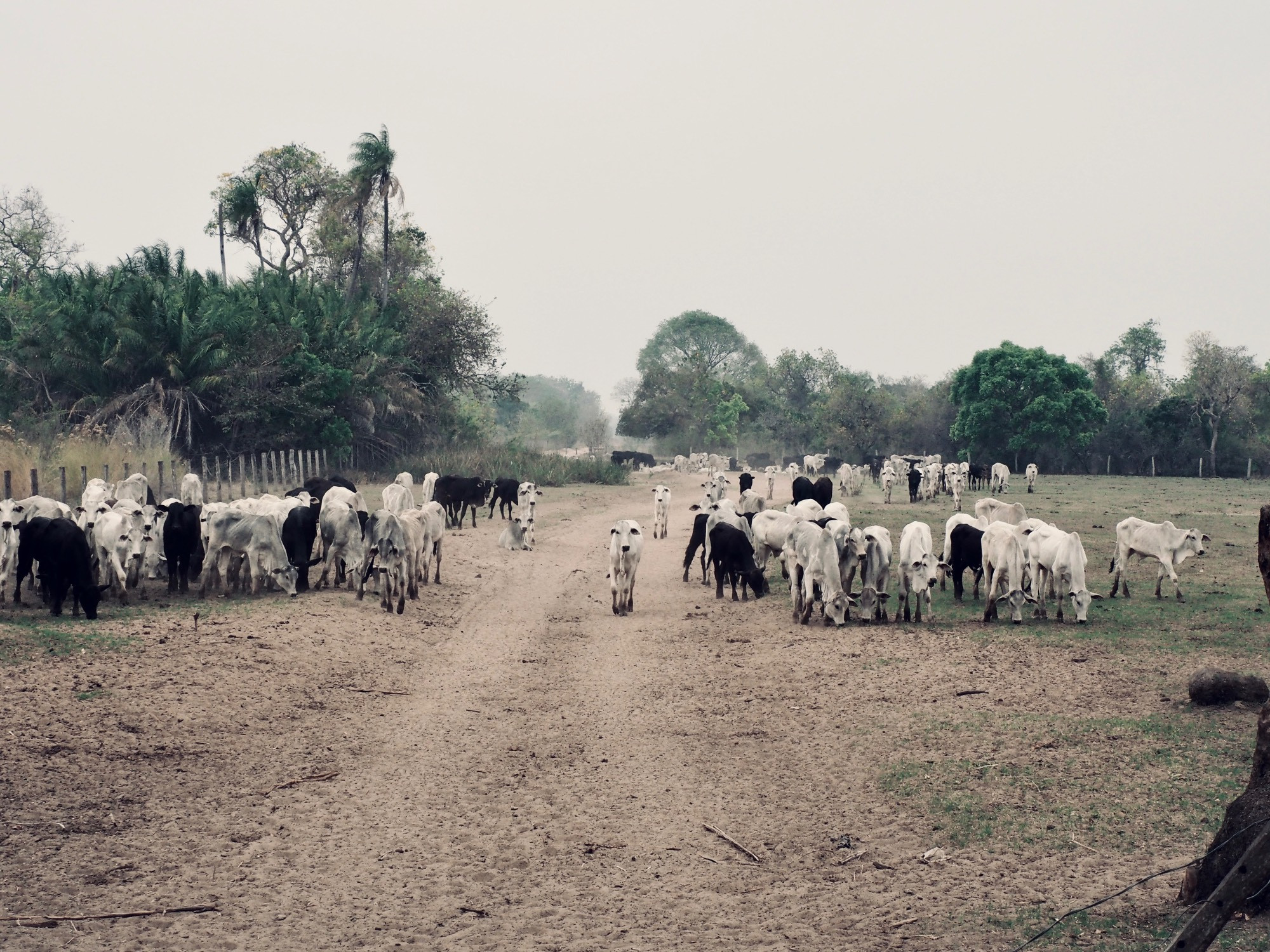 Gado em comitiva em estrada do Pantanal. Cattle been conducted on a Pantanal Road