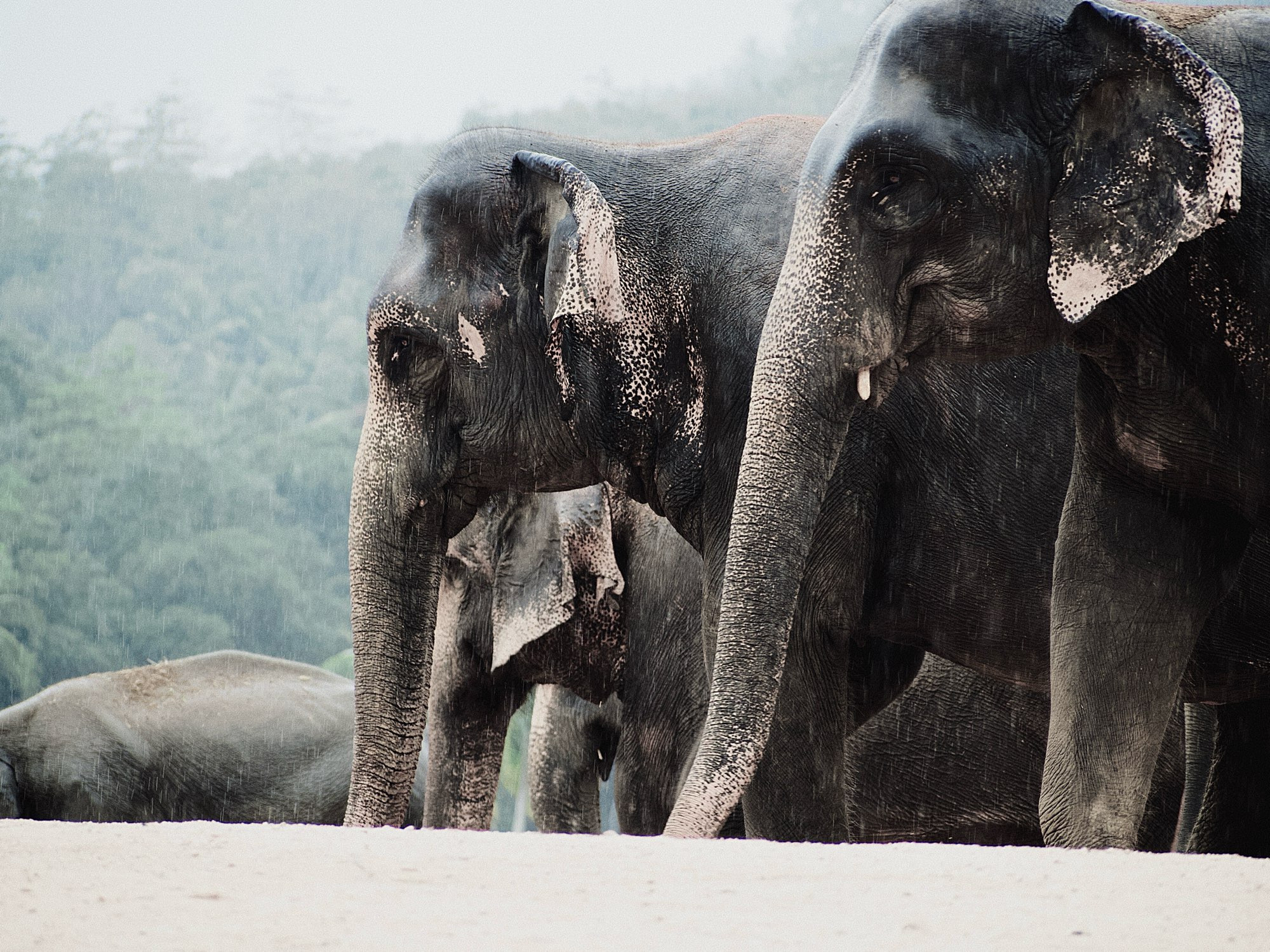 Elefantes vistos de muito próximo em uma reserva no Sri Lanka