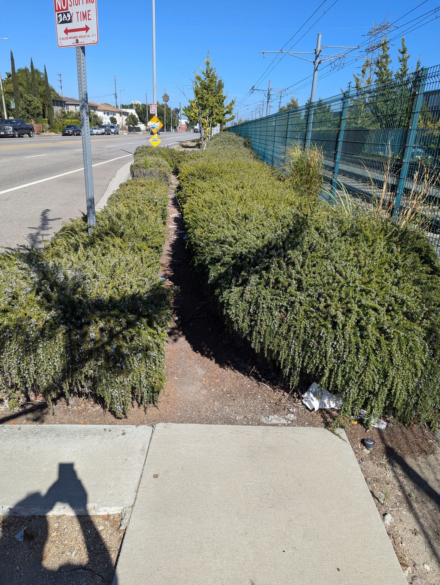 In the foreground is a sidewalk which ends and is replaced by a narrow path through a waist high rosemary hedge. There is a wide street to the left and some rail tracks to the right.