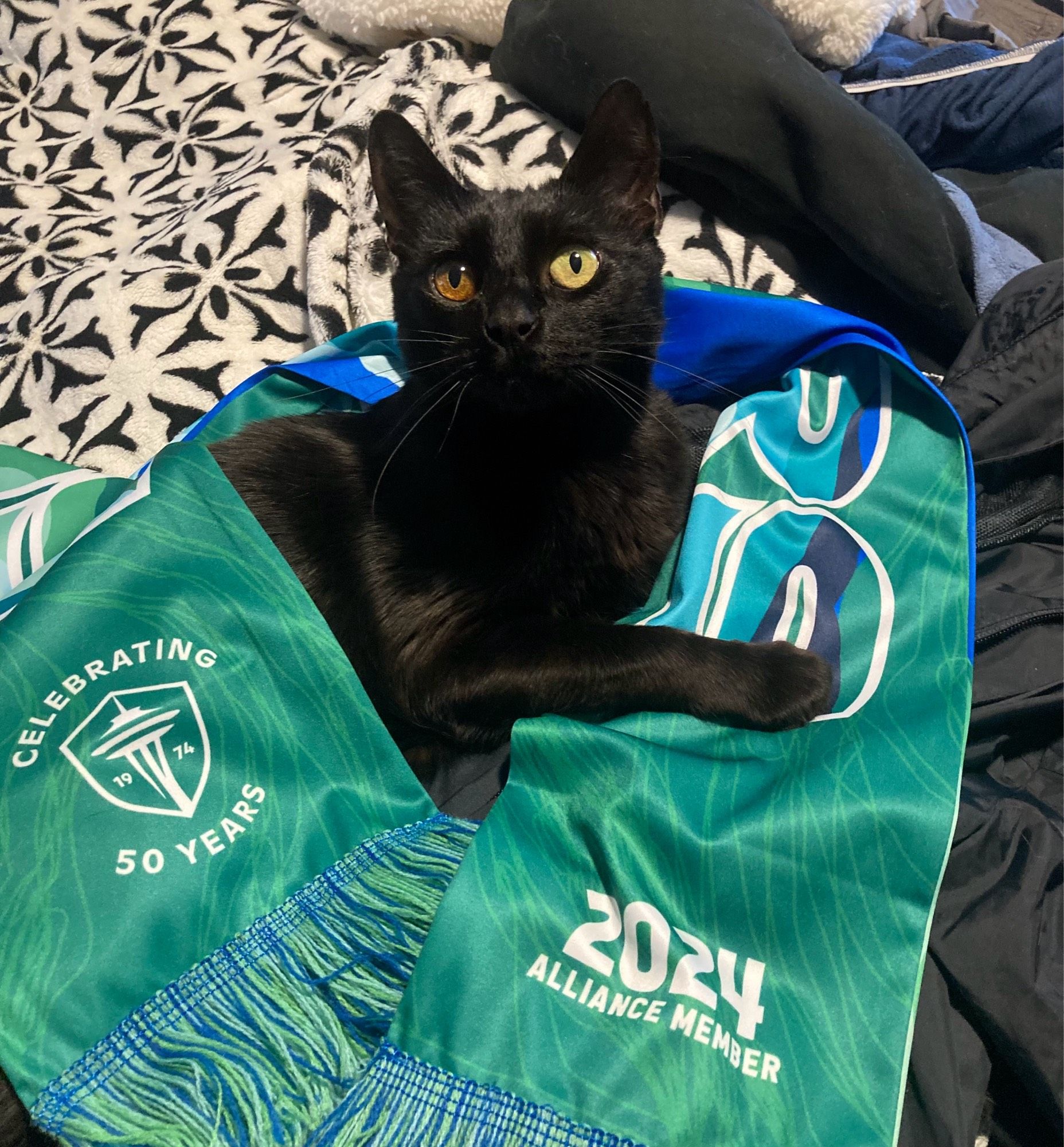 An all black cat with one orange eye and one gold eye sitting on a black and white blanket, wrapped in a blue and green Sounder scarf. One end of the scarf says ‘Celebrating 50 years’ with the new Sounder logo. The other end of the scarf says ‘2024 Alliance Member’