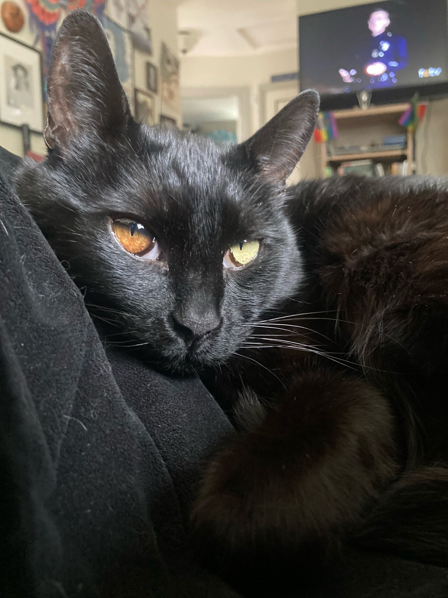 An all black cat with one orange eye and one gold eye snuggled into a black blanket.