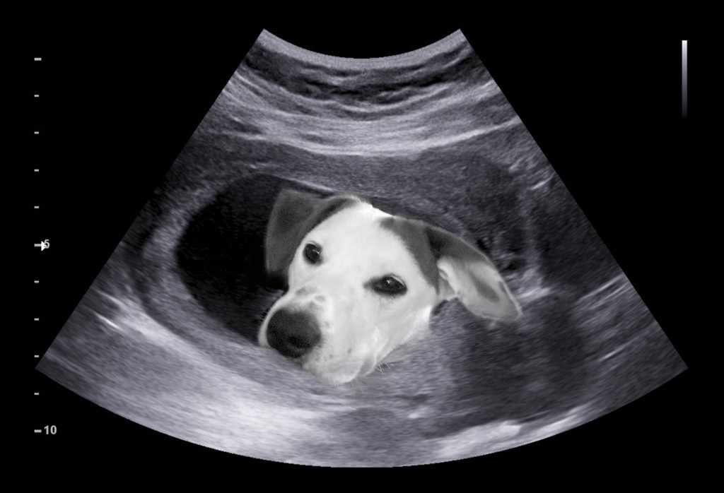 A sonogram with a picture of my puppy’s face