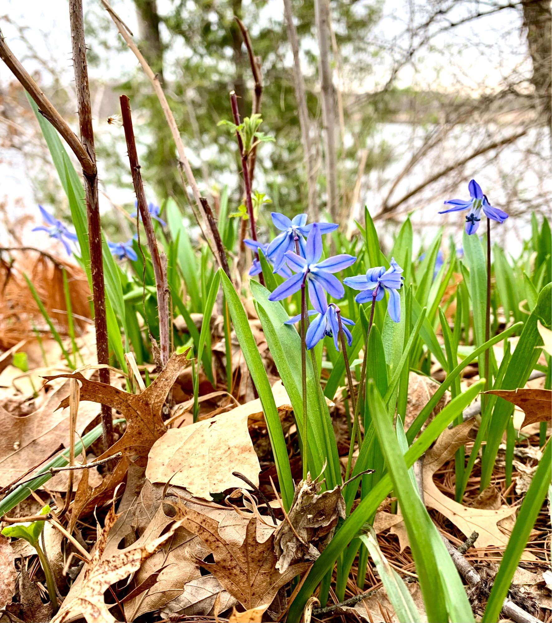 Snow drop flowers with a lake view