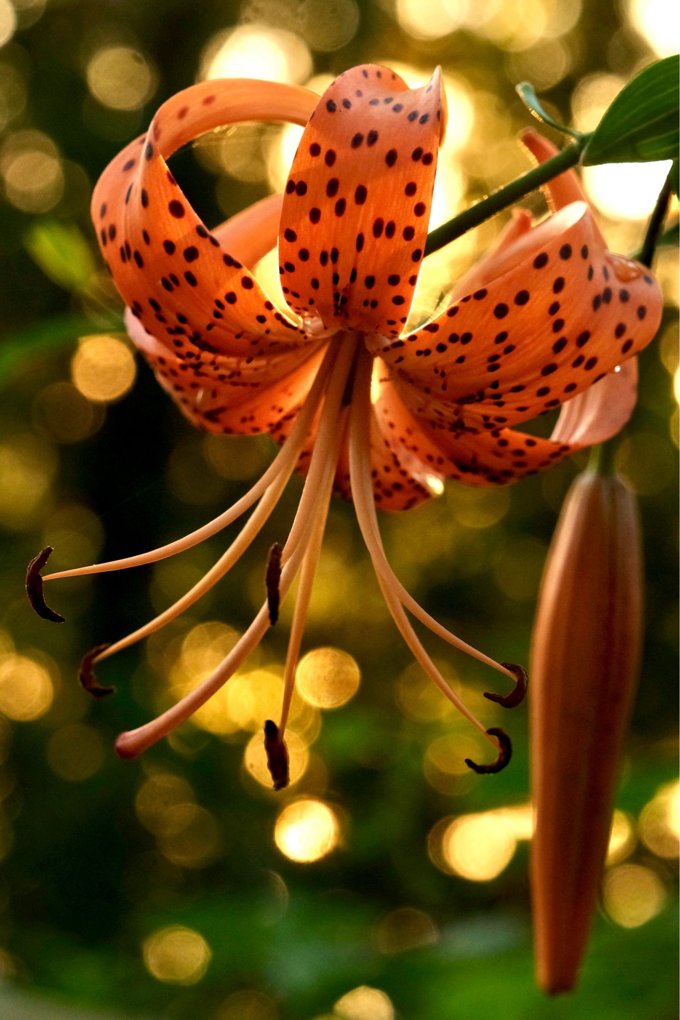 Tiger lily