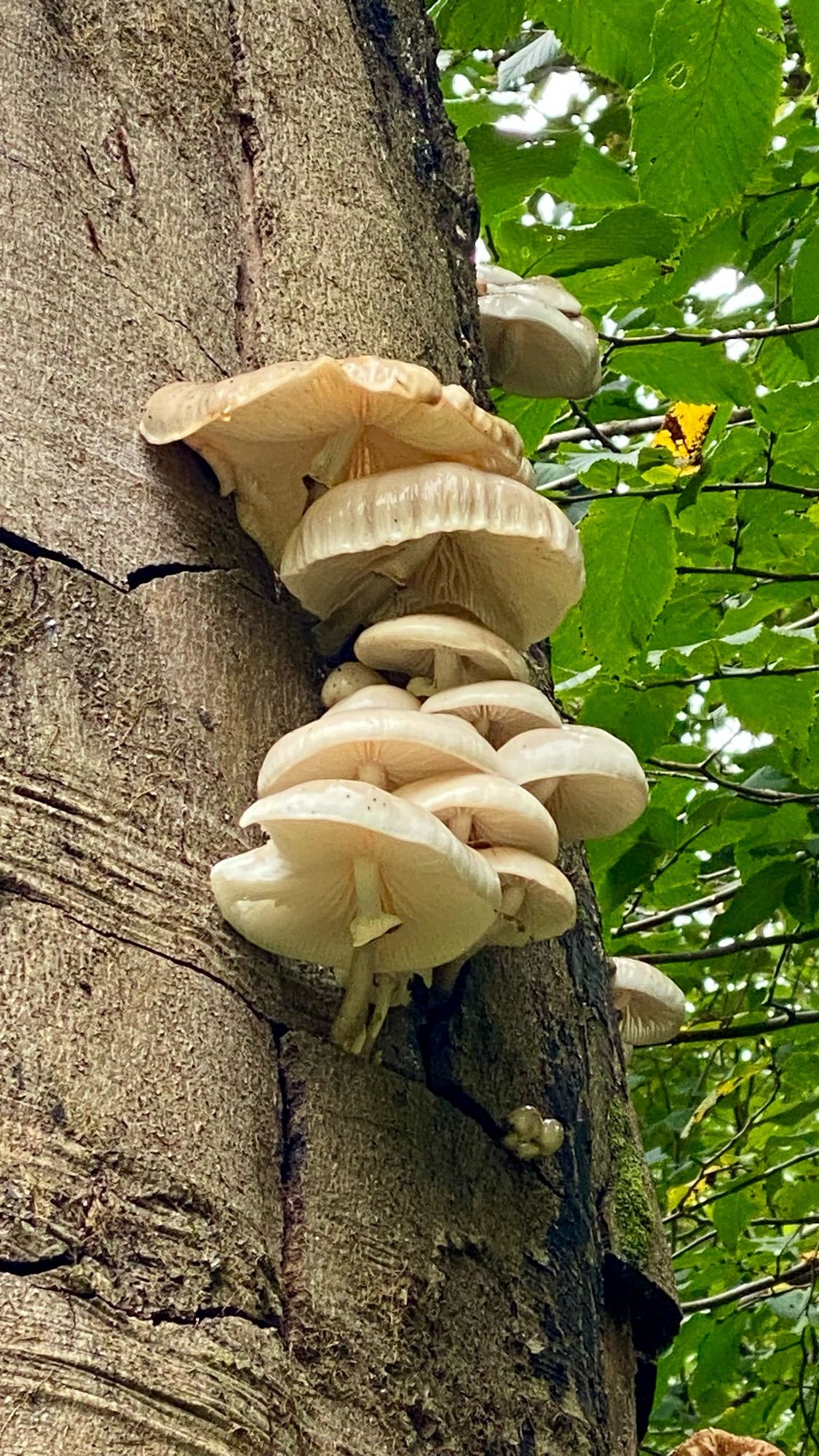 A cluster of off-white mushrooms growing from the trunk of a beech tree, with green foliage from a different tree in the background. The mushrooms are shaped like parasols.