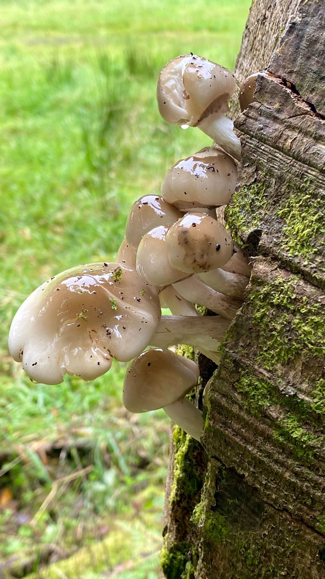 Oozy, slimy mushrooms growing from the side of a stump at an angle of about 45 degrees. One mushroom has a visible drop of slime hanging from it. The caps are rounded, and are cream, darkening to brown towards the top.