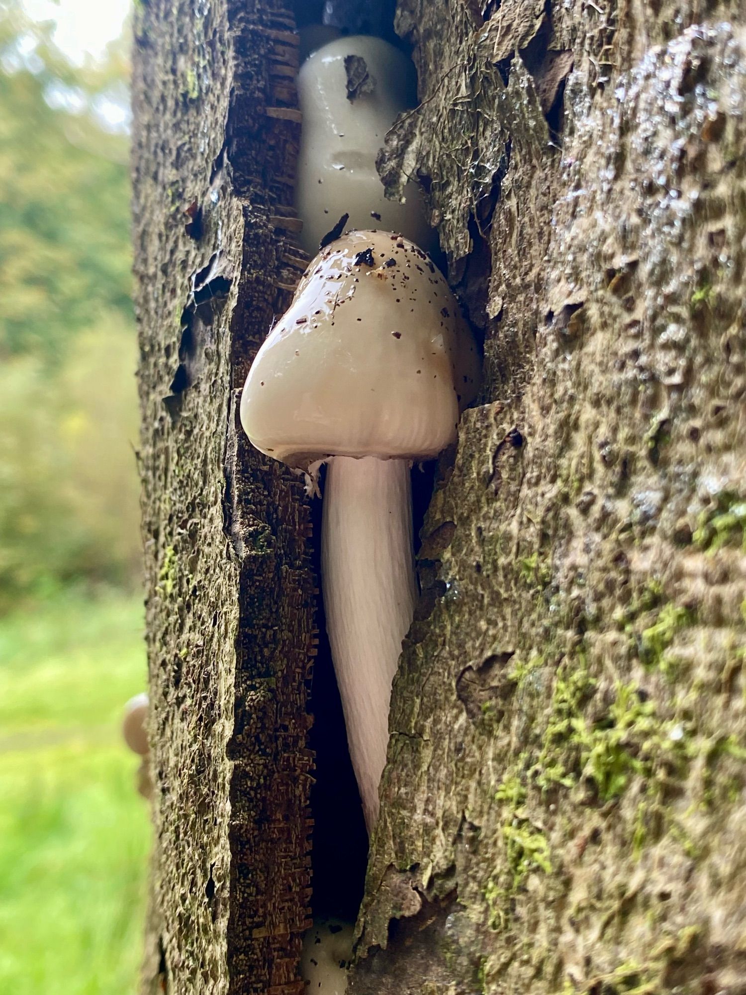 A frankly phallic mushroom growing from a beech trunk. It’s growing from under the outer bark, and pushing the bark away from the trunk. It’s slimy, with a long stem, and quite a pointy top.