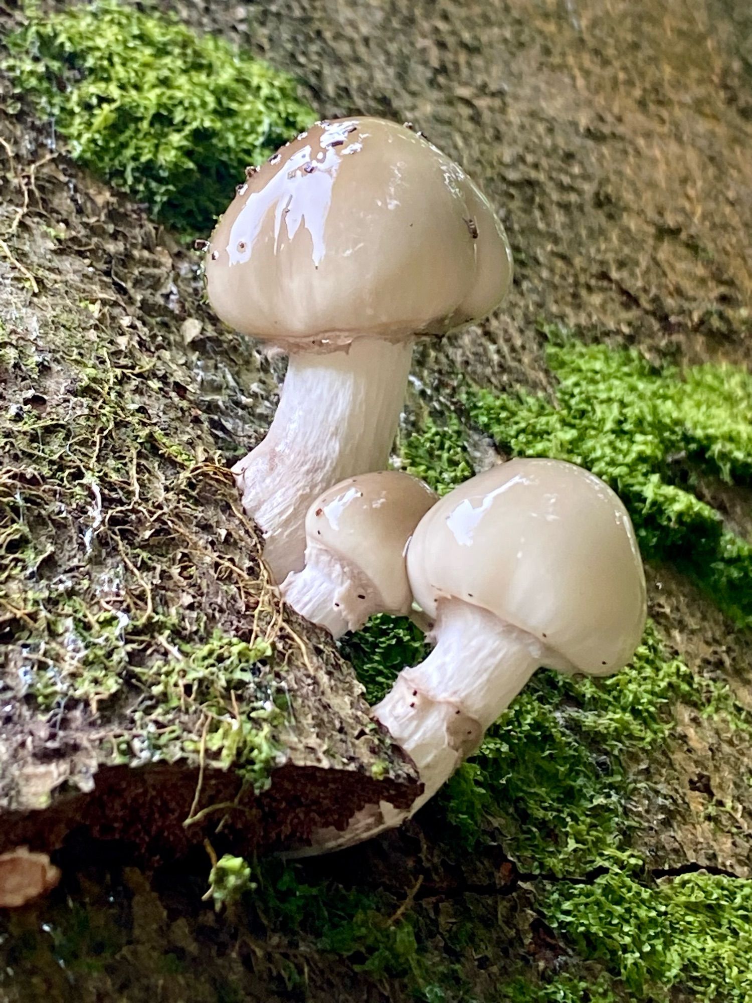 Three shiny-slimy little mushrooms growing from under a piece of bark on a mossy tree trunk. The mushrooms are mainly an off-white colour, darkening to a beige-brown at the top.