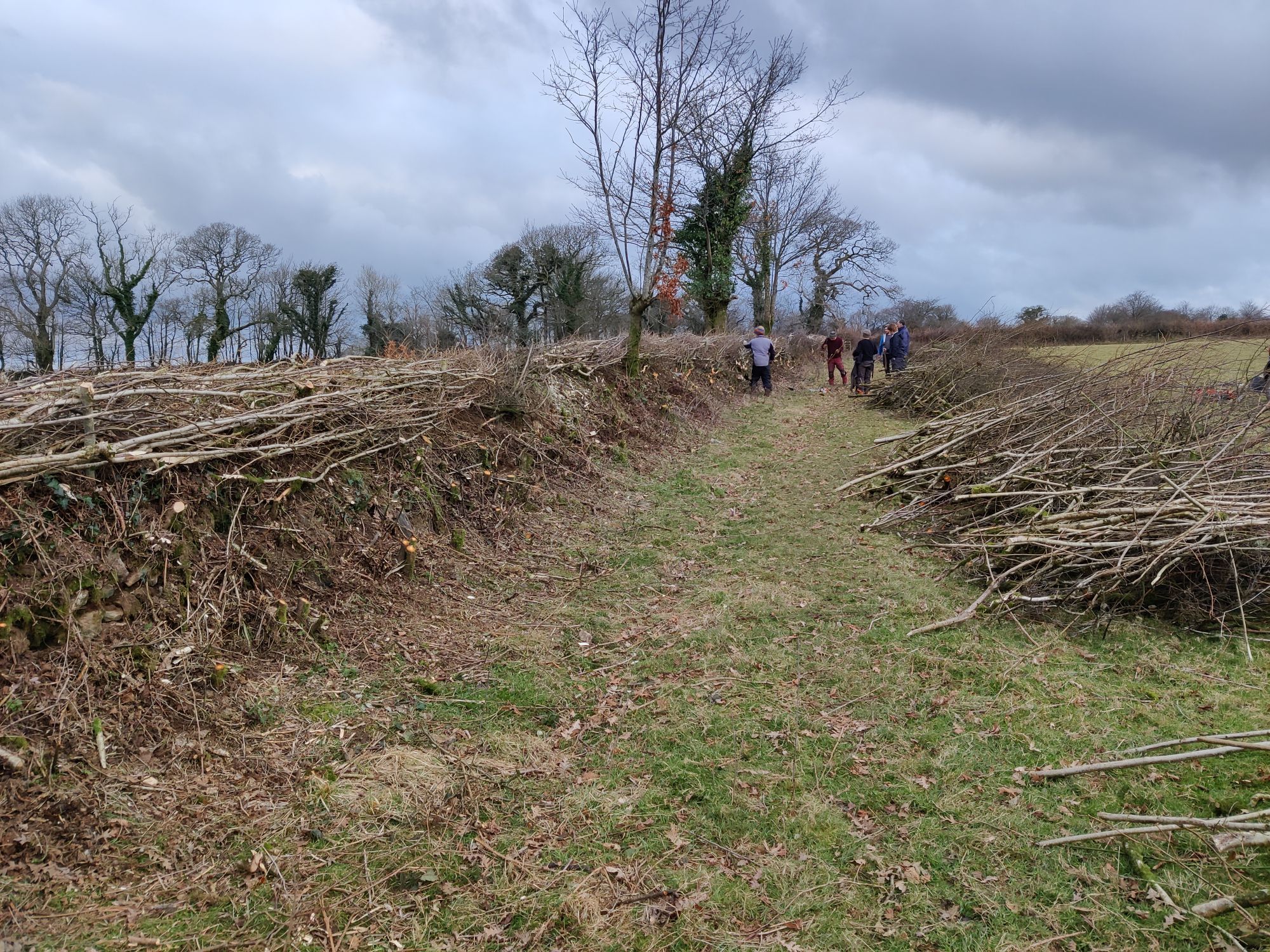 A laid hedge by the side of a field of grass, cut material stacked to the side.