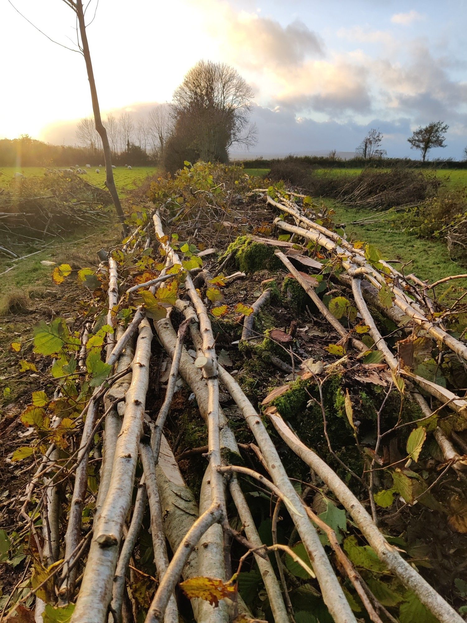 A laid Devon hedge, lengths of hazel lying flat on top of a bank of earth.