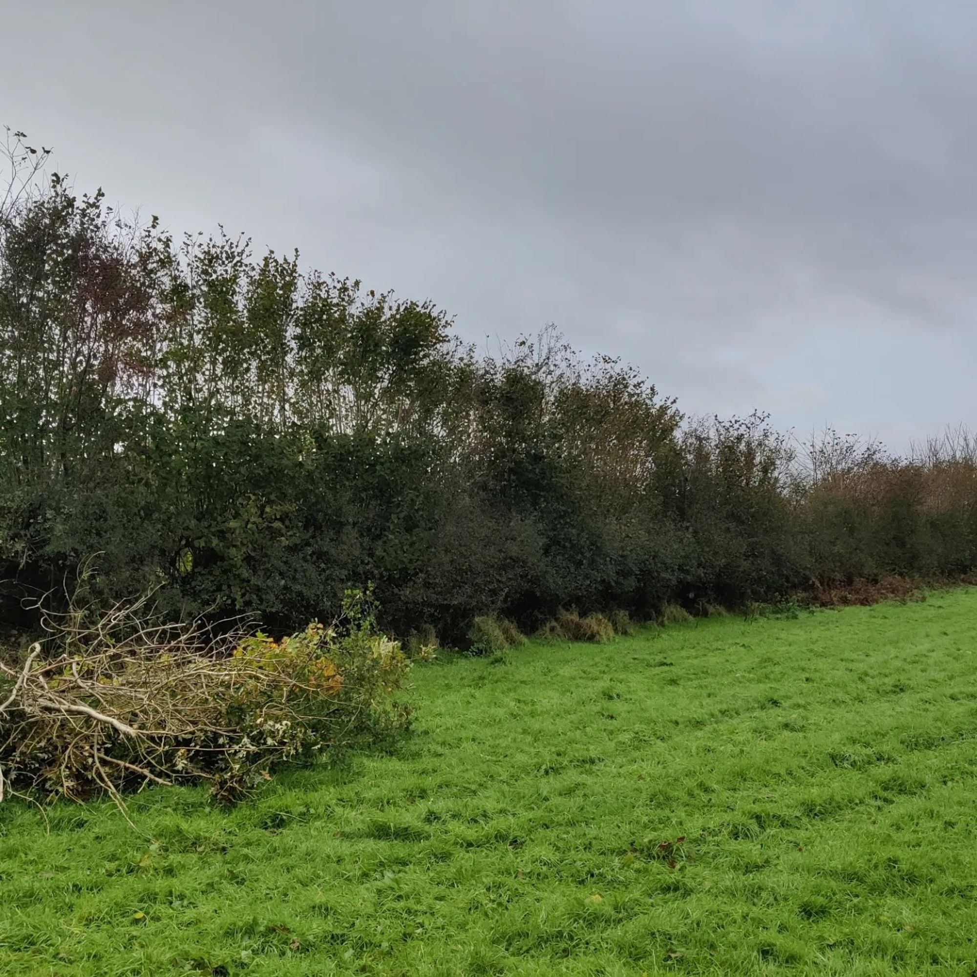 A hedge before laying, tall upright shrubs and trees