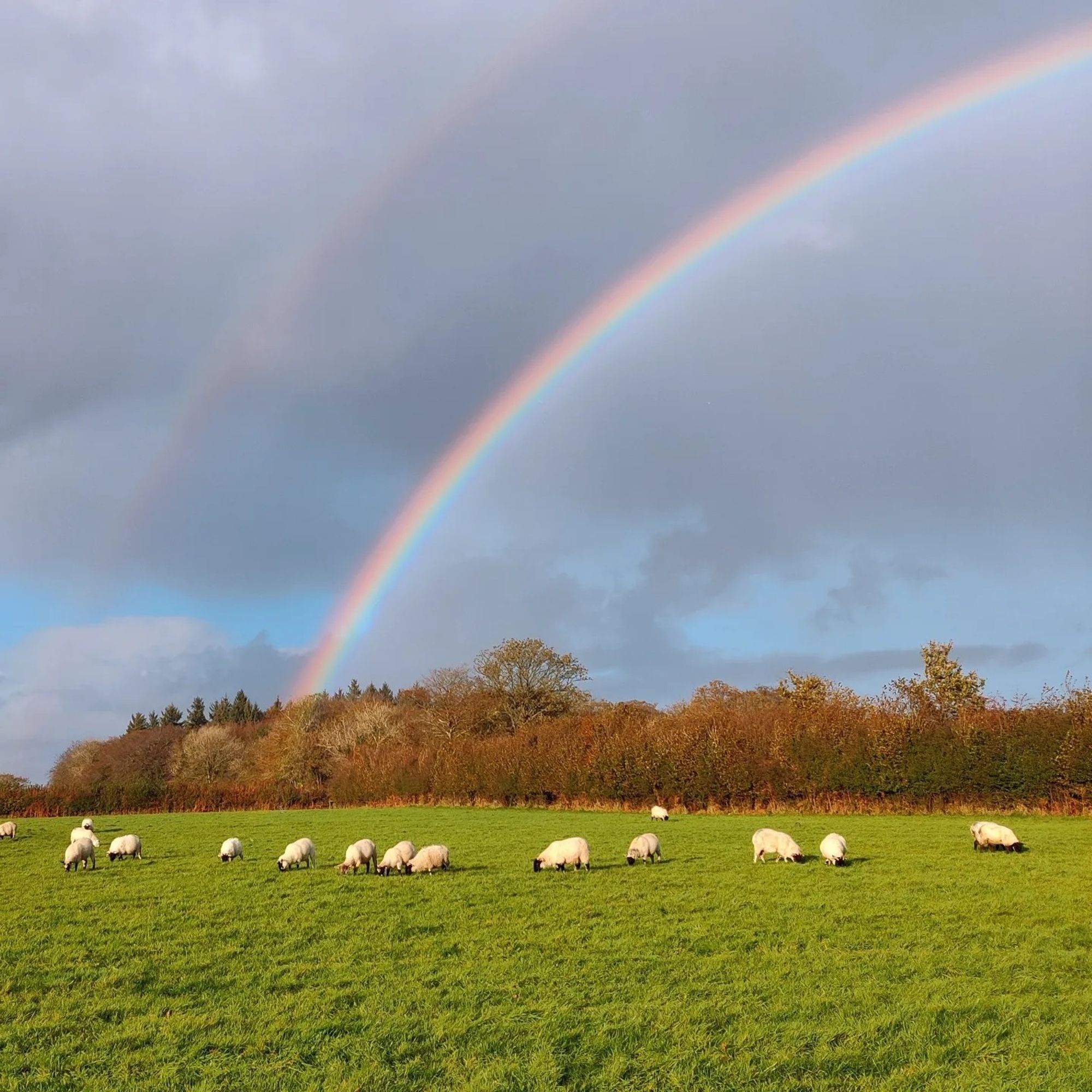 A double rainbow over a field of grazing sheep