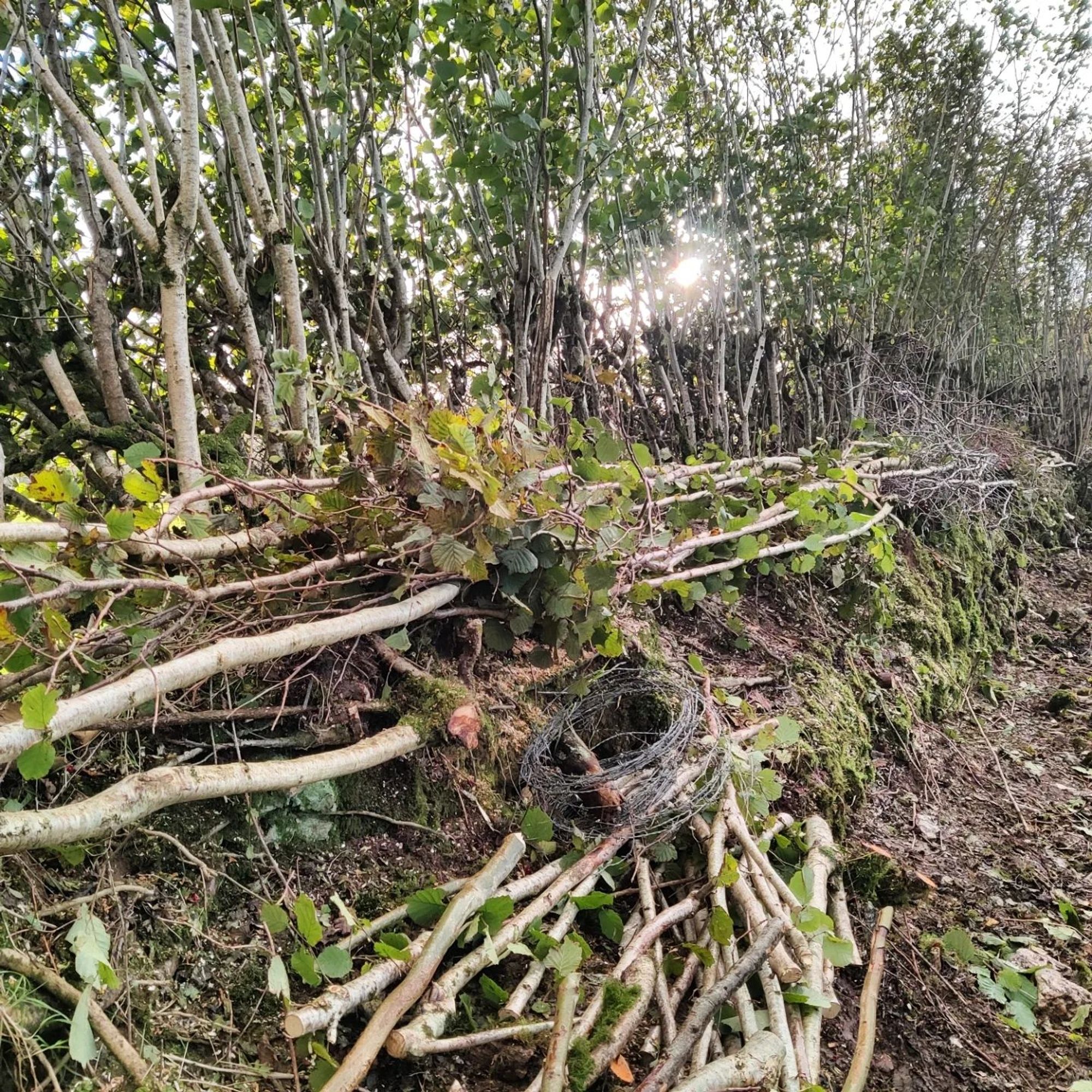 A laid hedge showing hazel lying flat on a bank of earth