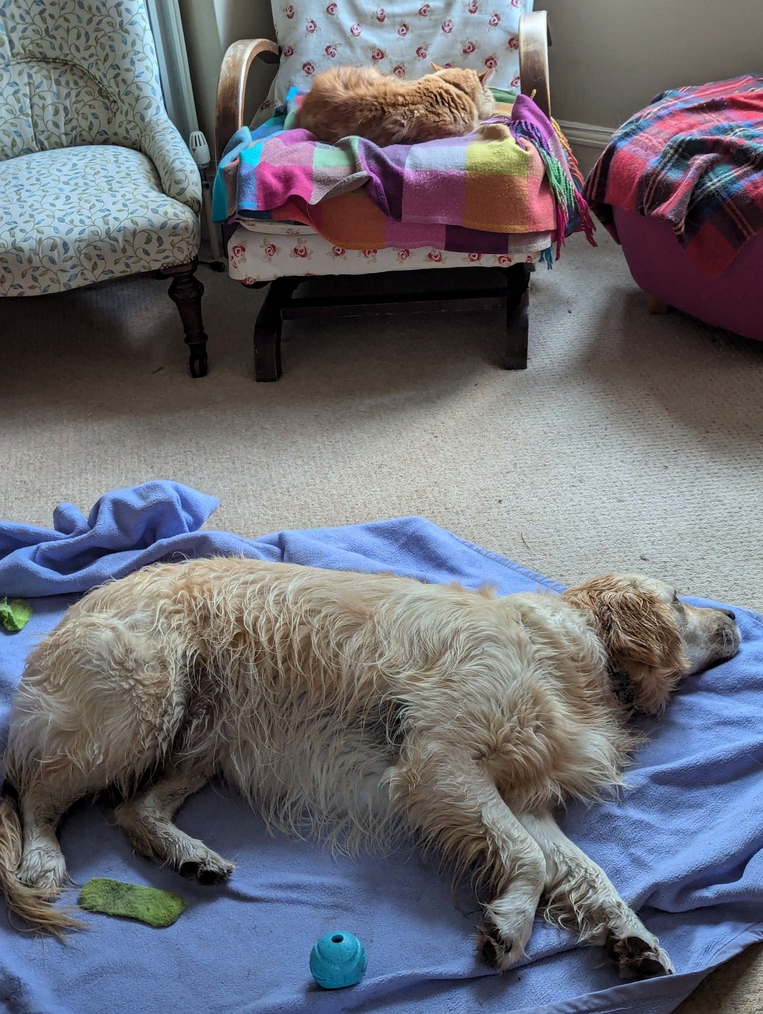 A golden retriever asleep on a blue blanket, behind is a rocking chair. A ginger cat is asleep on a checked blanket on the rocking chair. The golden retriever is a bit damp looking as she has been for a walk in the rain. She has been thoroughly toweled down, and is is drying in standby mode.