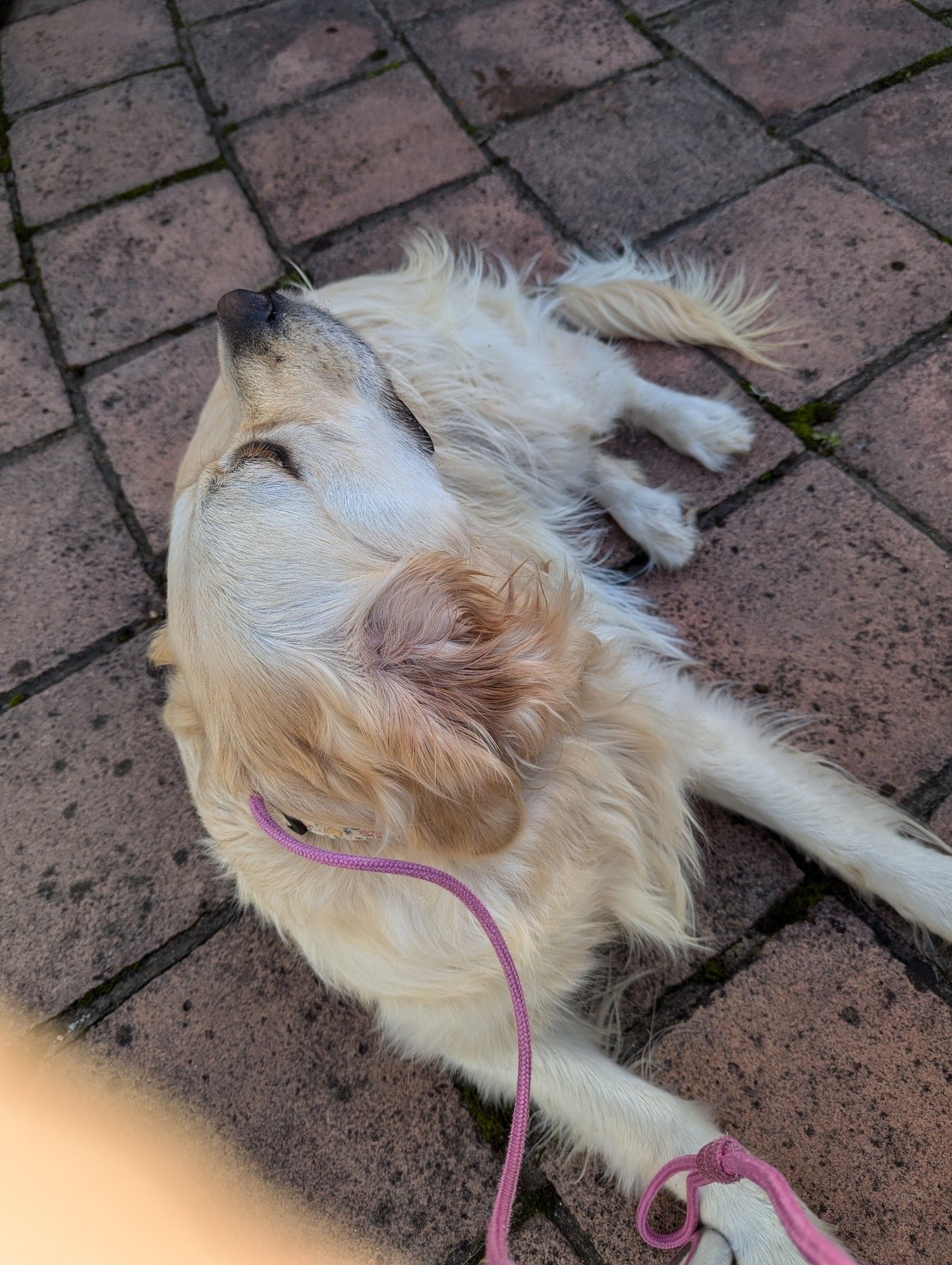 A golden retriever sat watching the world