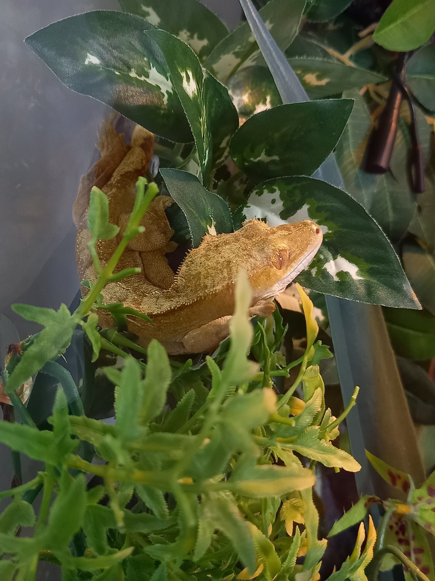 A yellow crested gecko sleeping curled up on plastic leaves.