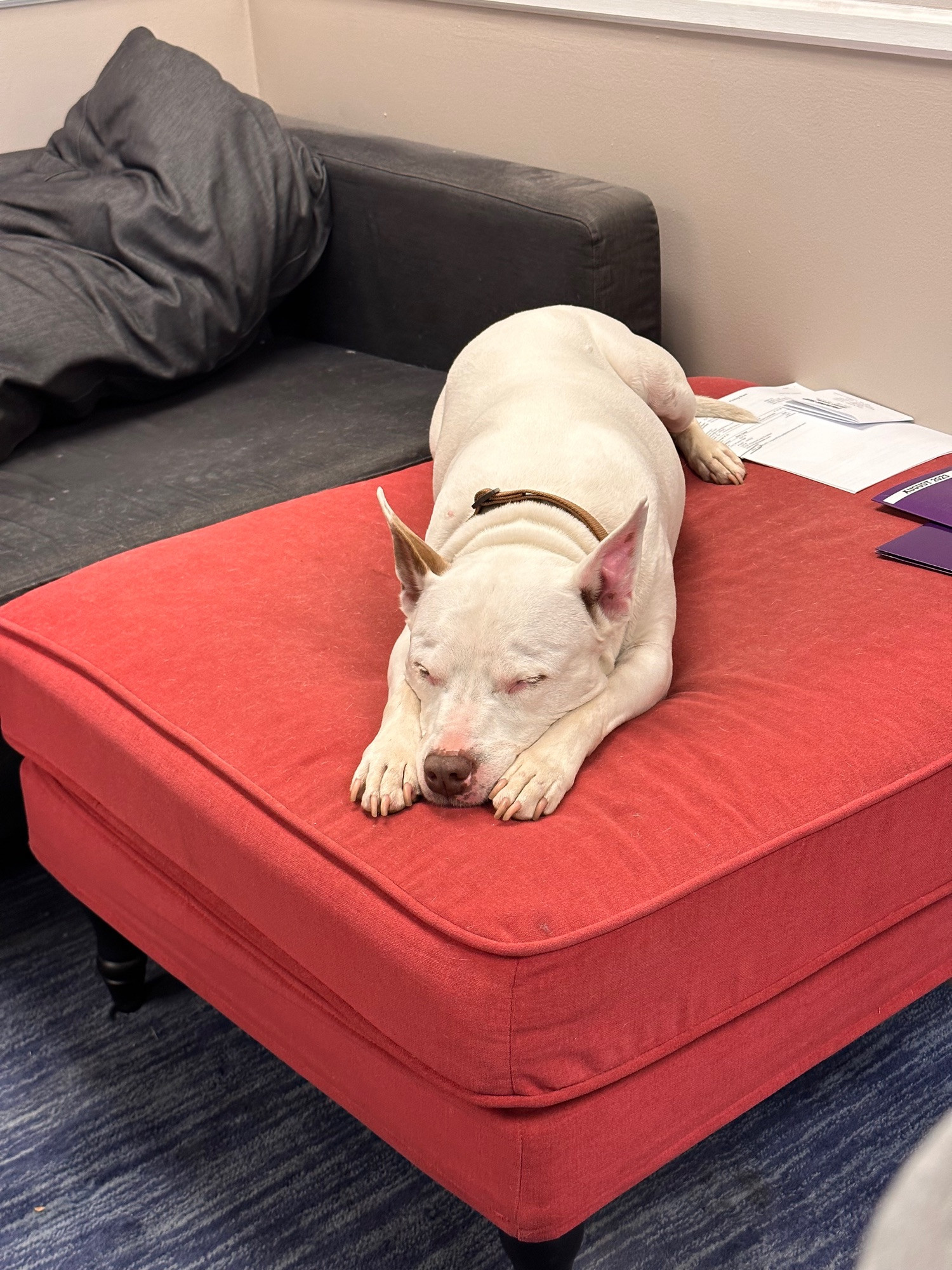 dog asleep next to some filing 