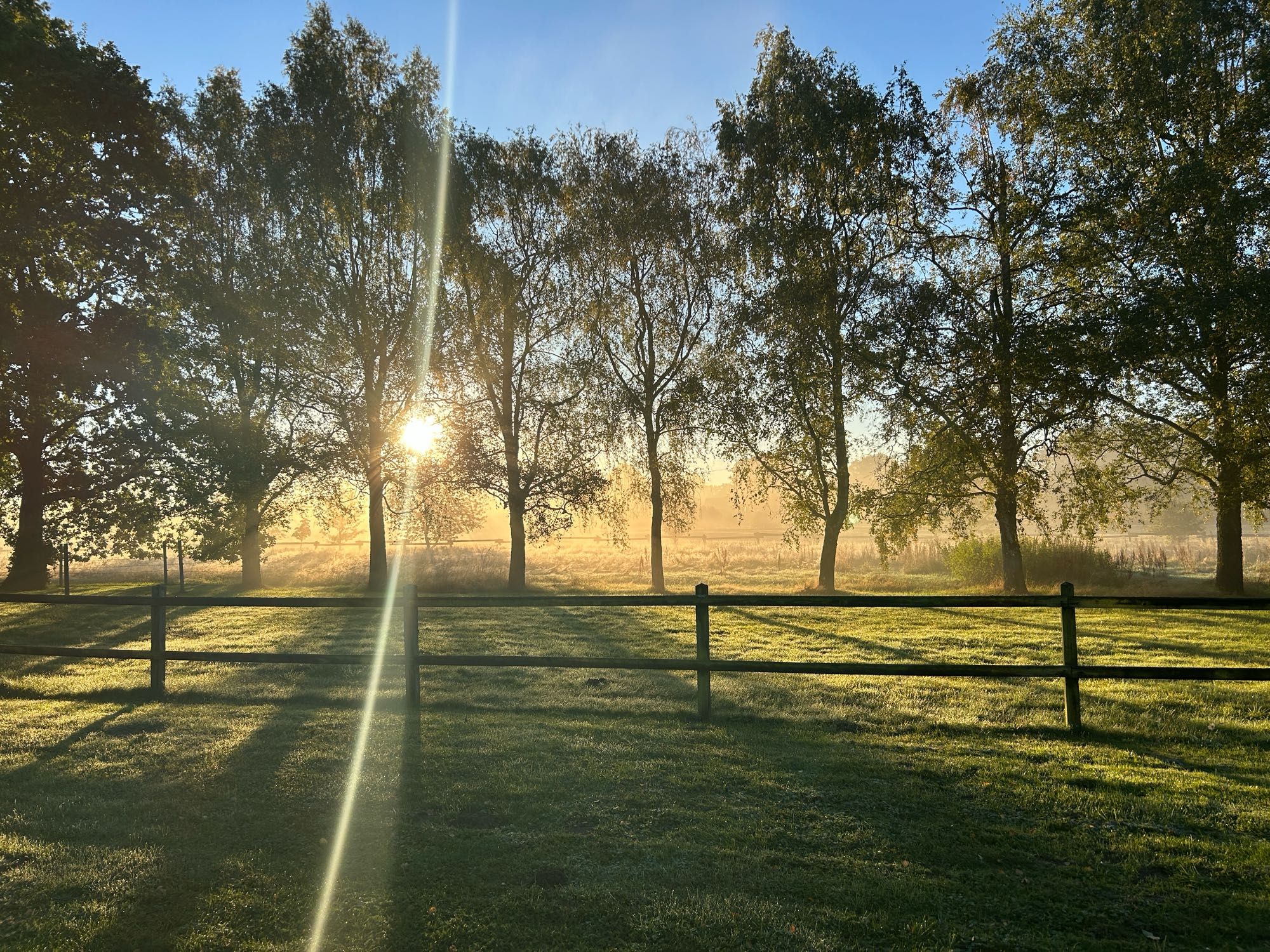 Das Bild zeigt eine malerische Landschaft mit einer Reihe von Bäumen, durch die die Sonne scheint. Die Sonnenstrahlen erzeugen einen warmen, goldenen Schein, der die Umgebung erleuchtet. Im Vordergrund ist ein Holzzaun zu sehen, der eine grüne Wiese umgibt. Der Himmel ist klar und blau, was auf einen schönen, sonnigen Tag hindeutet. Die Bäume werfen lange Schatten auf die Wiese, was darauf hindeutet, dass das Foto entweder am frühen Morgen oder am späten Nachmittag aufgenommen wurde.